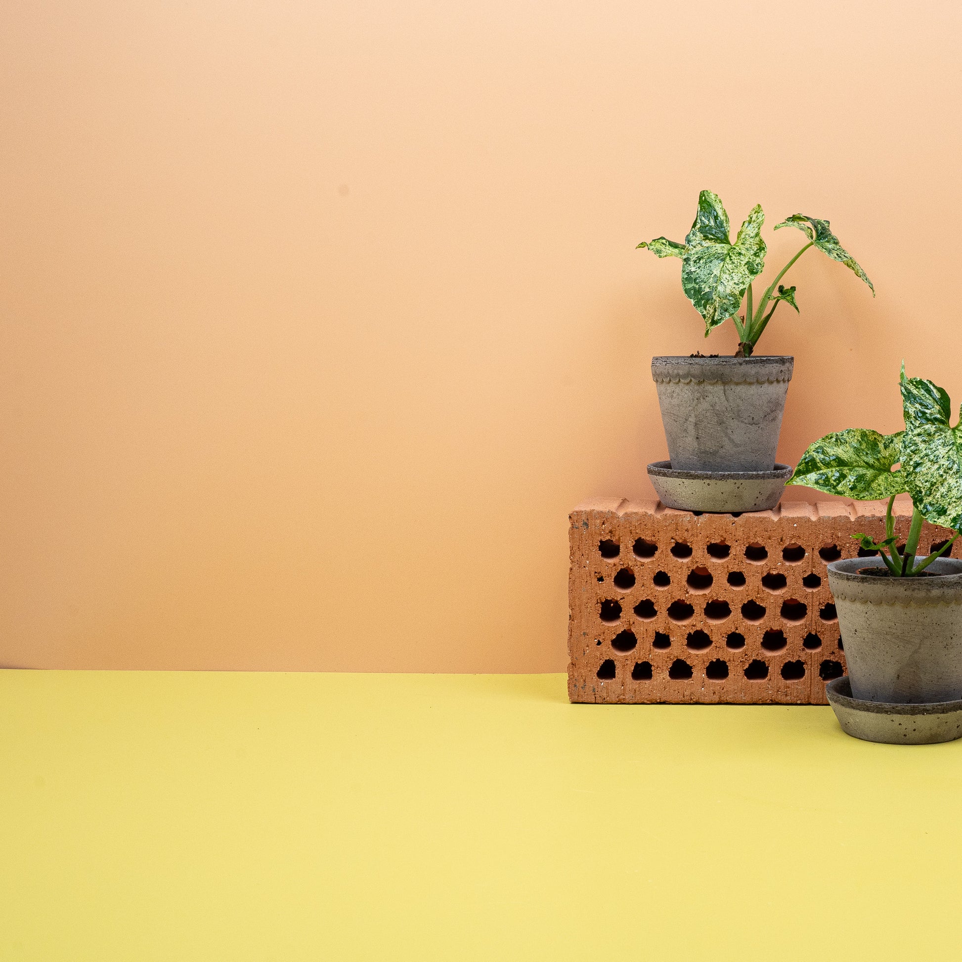 SYNGONIUM MOTTLED online bestellen bei potflourri