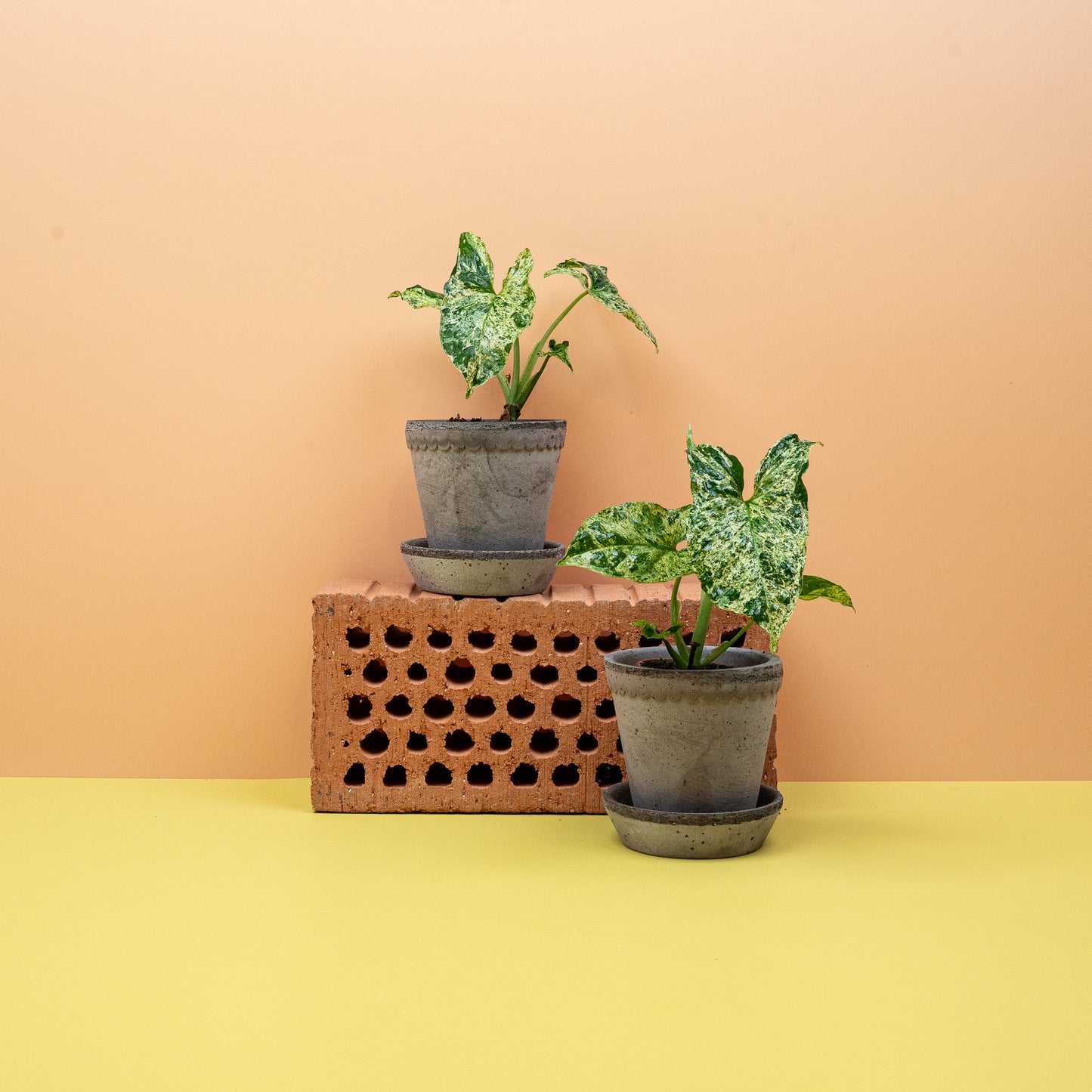 SYNGONIUM MOTTLED online bestellen bei potflourri