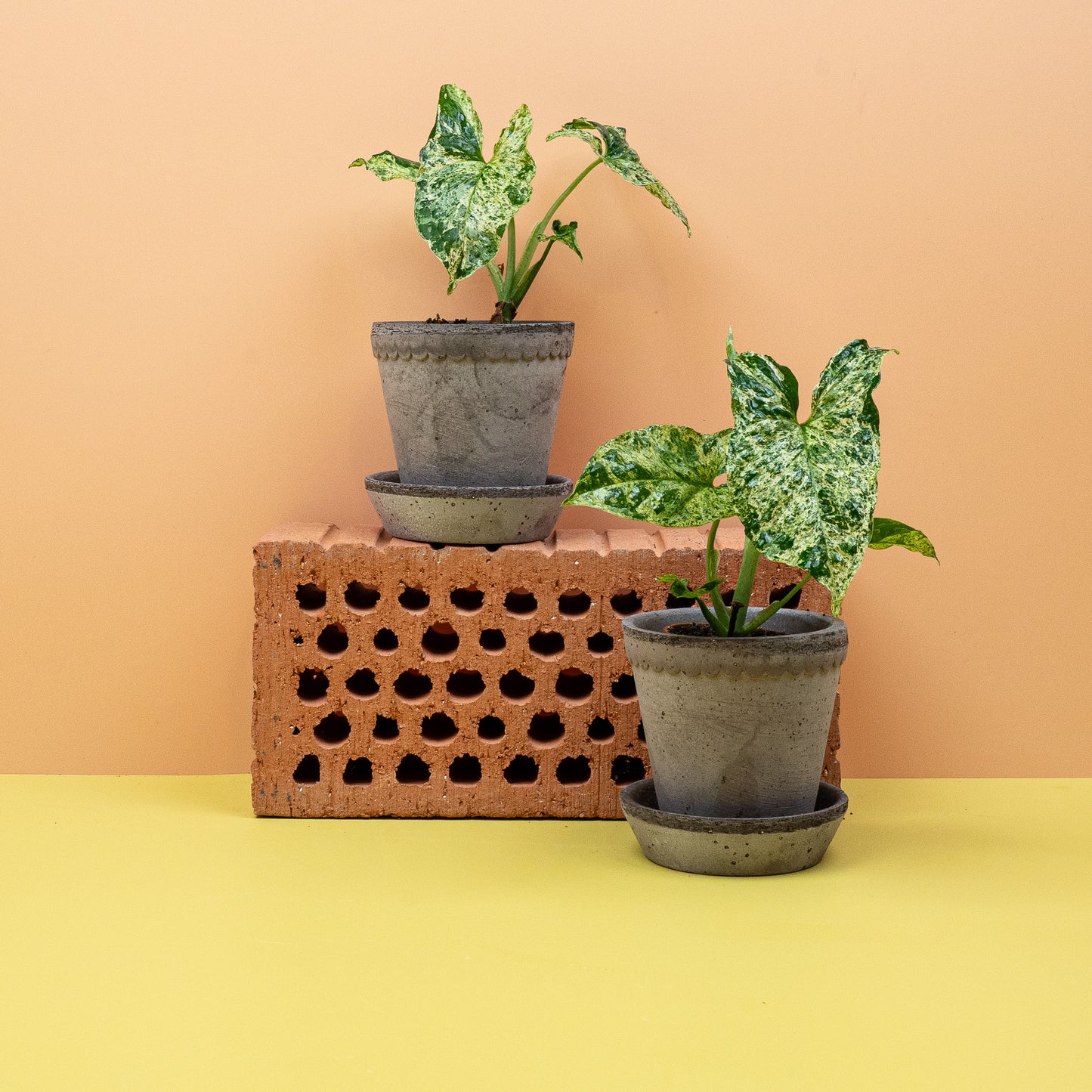 SYNGONIUM MOTTLED online bestellen bei potflourri