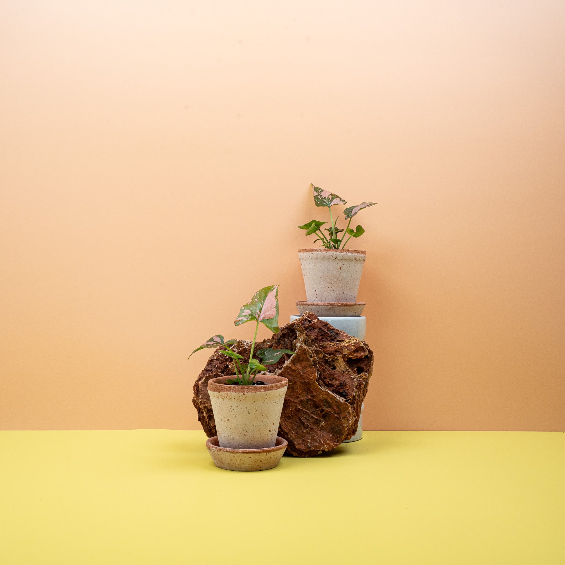 SYNGONIUM PINK SPLASH online bestellen bei potflourri