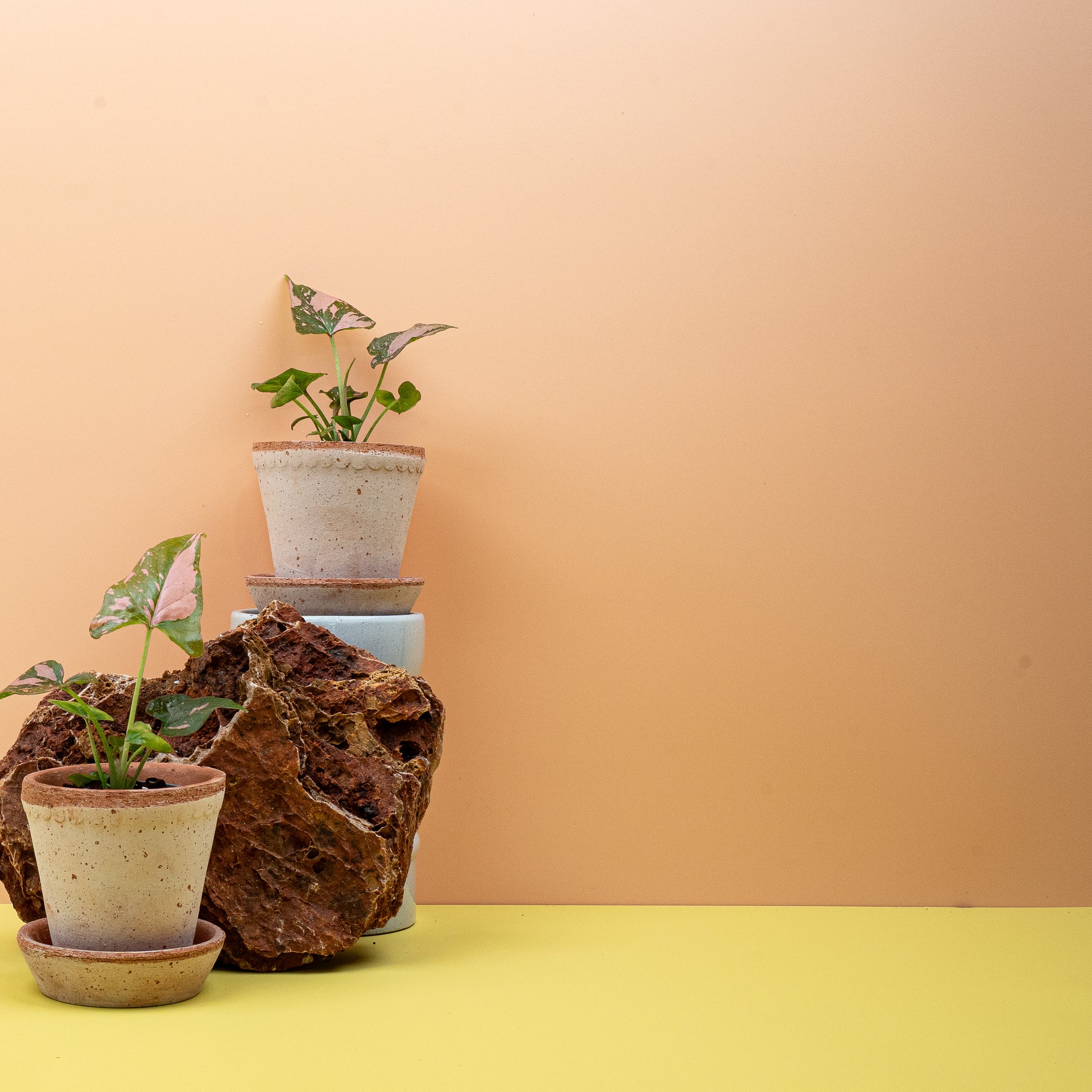 SYNGONIUM PINK SPLASH online bestellen bei potflourri