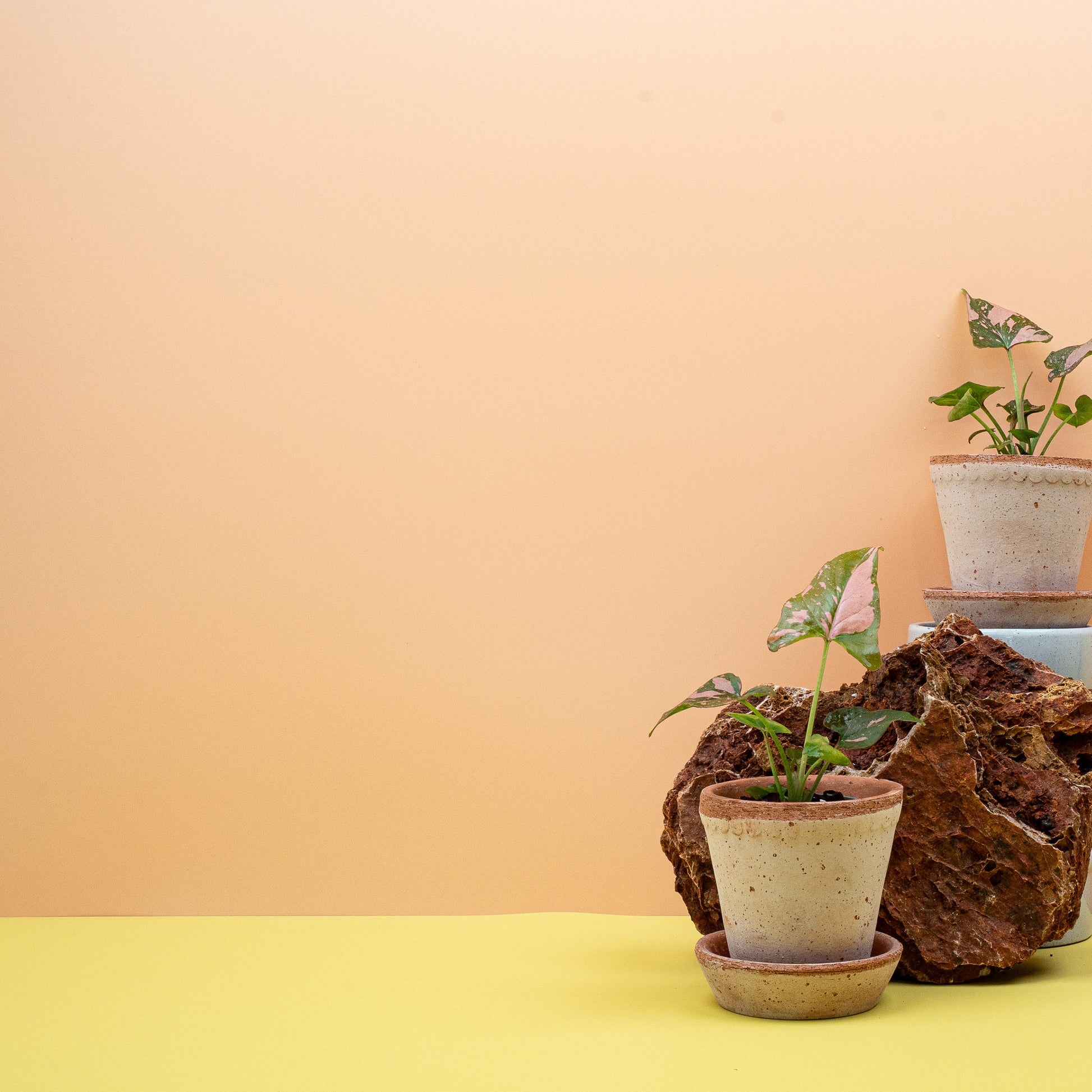 SYNGONIUM PINK SPLASH online bestellen bei potflourri