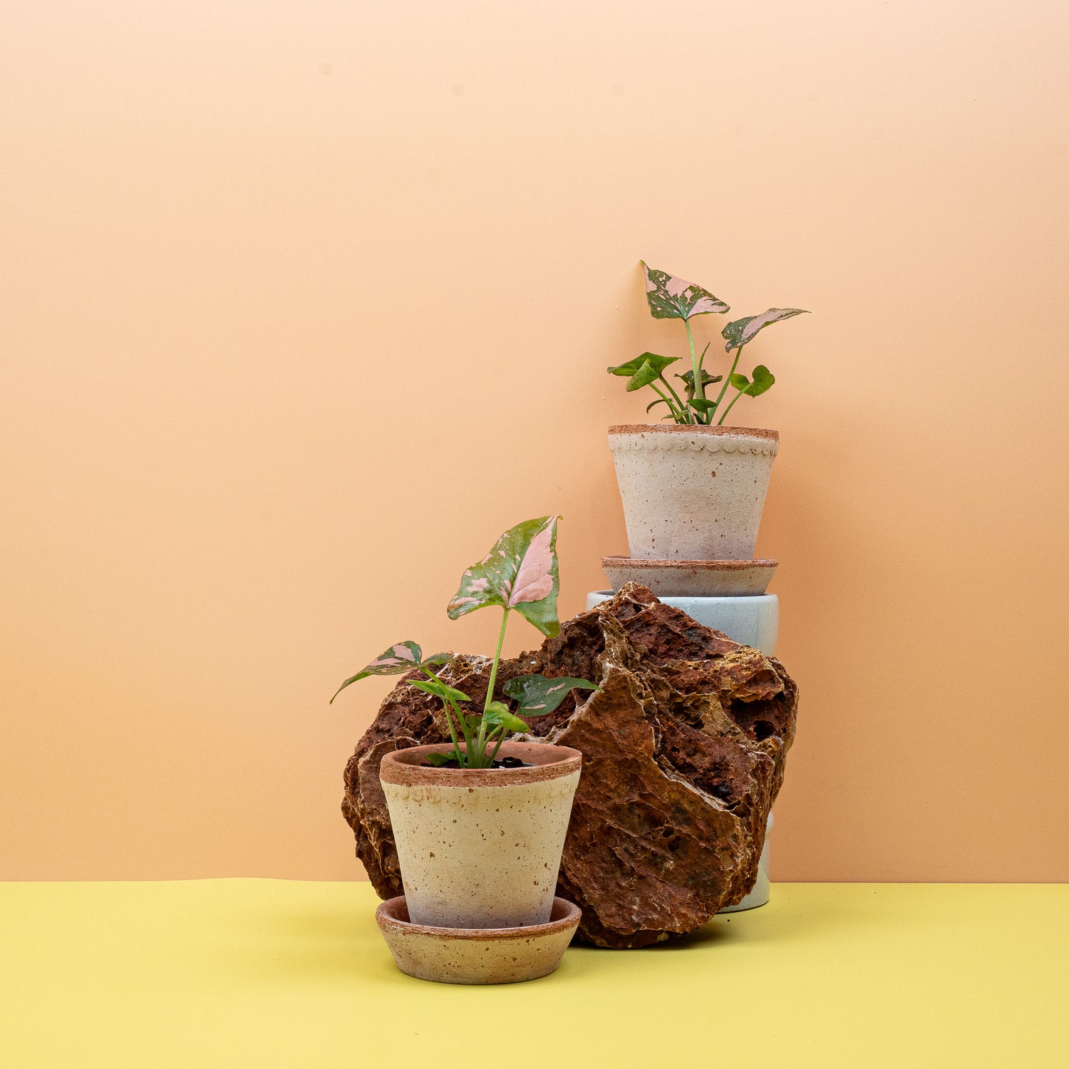 Syngonium – gesunde Pflanze dank vorbeugender Pflege