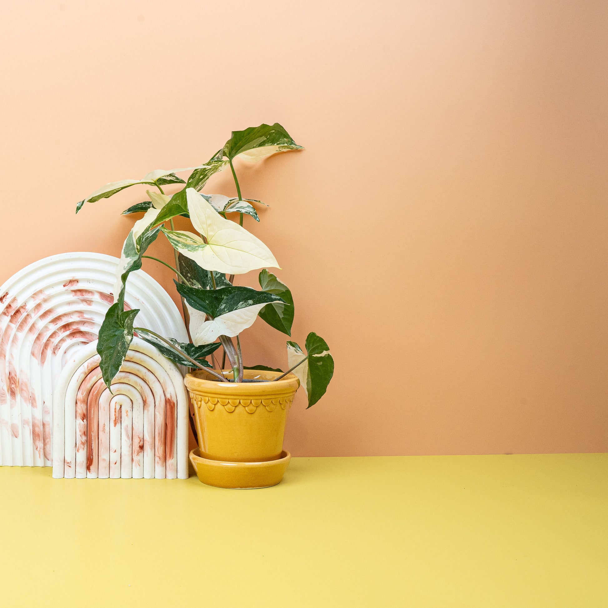 SYNGONIUM PODOPHYLLUM VARIEGATA online bestellen bei potflourri