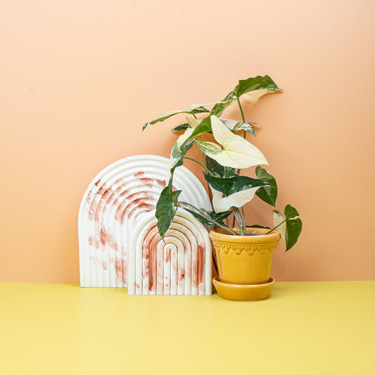 SYNGONIUM PODOPHYLLUM VARIEGATA online bestellen bei potflourri