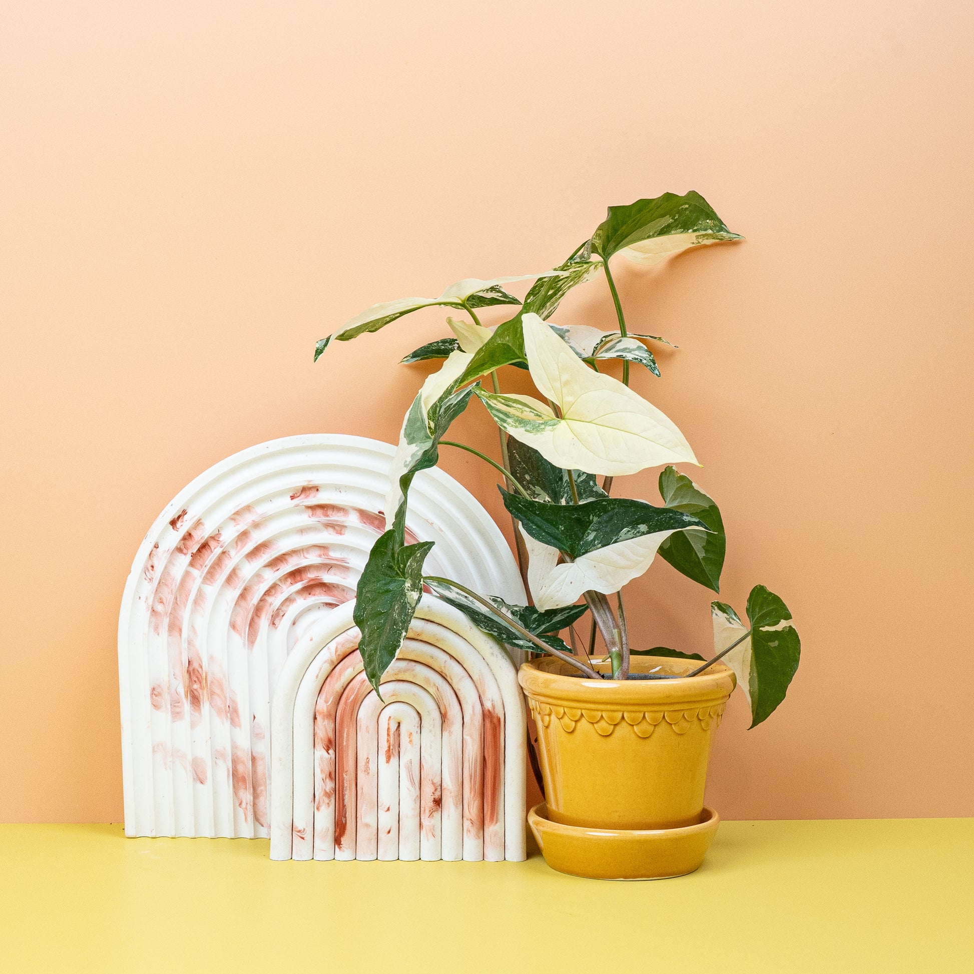 SYNGONIUM PODOPHYLLUM VARIEGATA online bestellen bei potflourri