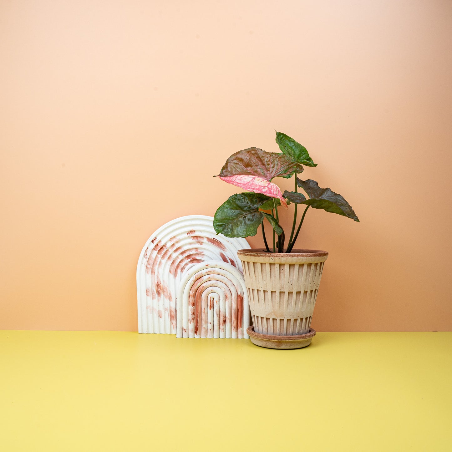 SYNGONIUM STRAWBERRY ICE online bestellen bei potflourri
