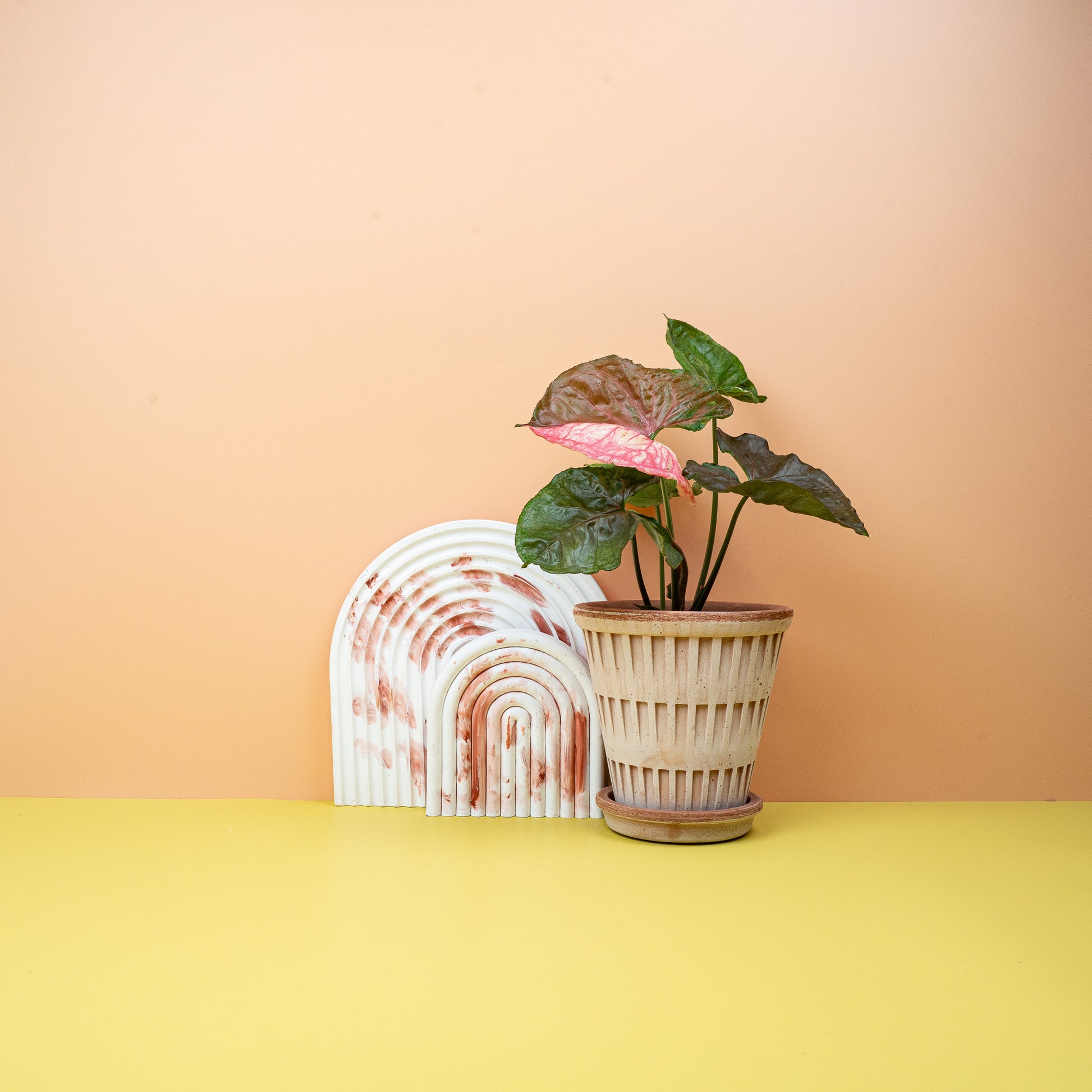 SYNGONIUM STRAWBERRY ICE online bestellen bei potflourri