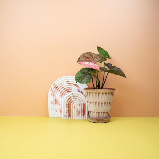 SYNGONIUM STRAWBERRY ICE online bestellen bei potflourri