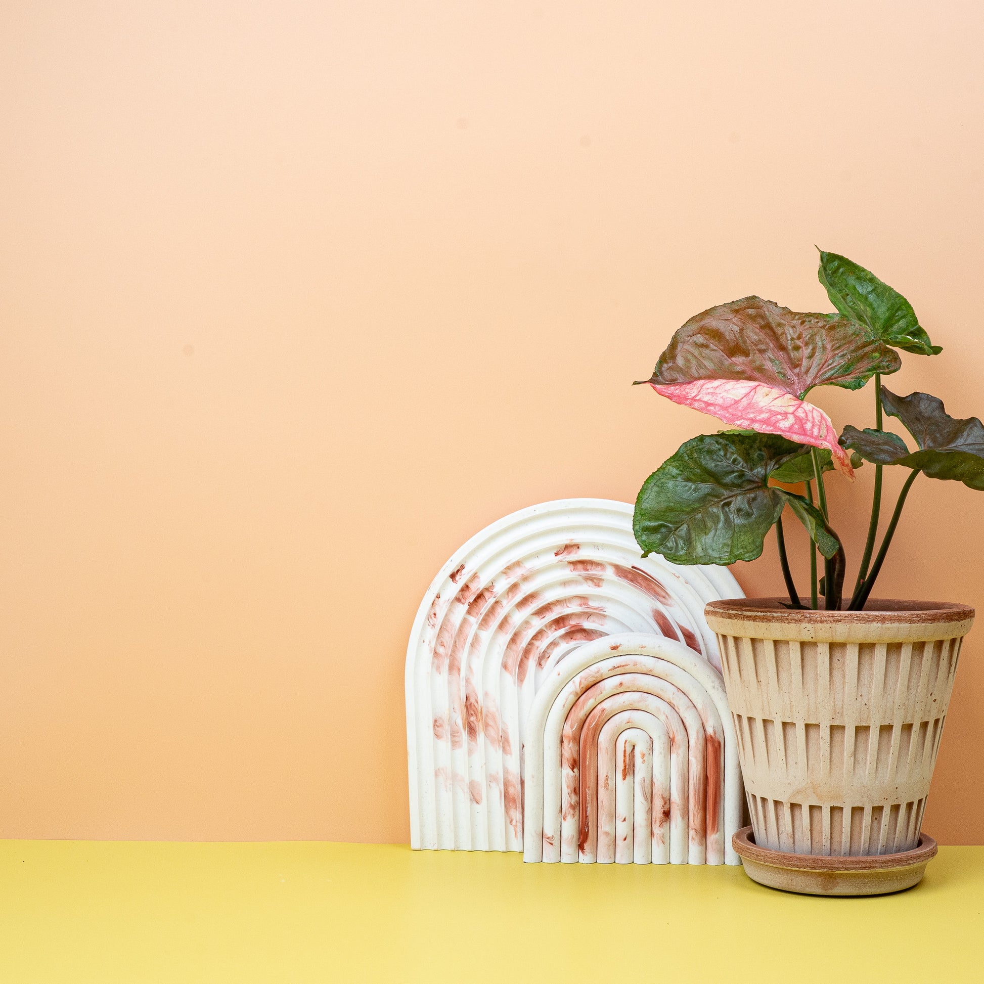 SYNGONIUM STRAWBERRY ICE online bestellen bei potflourri