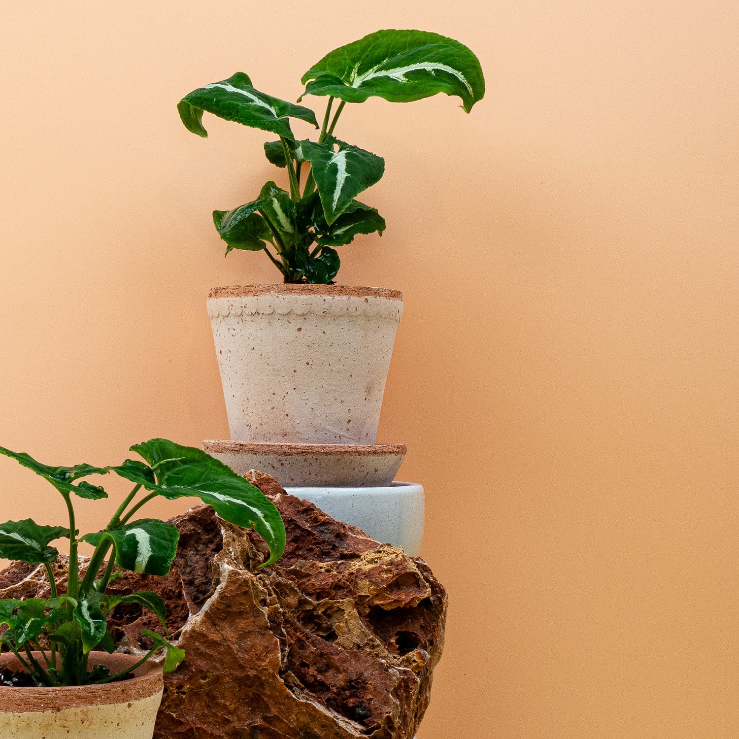 Syngonium – idealer Standort mit indirektem Licht und hoher Luftfeuchtigkeit