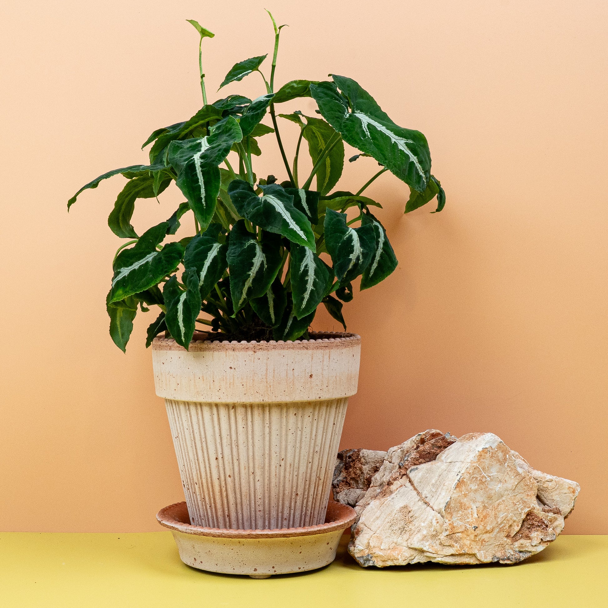 SYNGONIUM WENDLANDII online bestellen bei potflourri