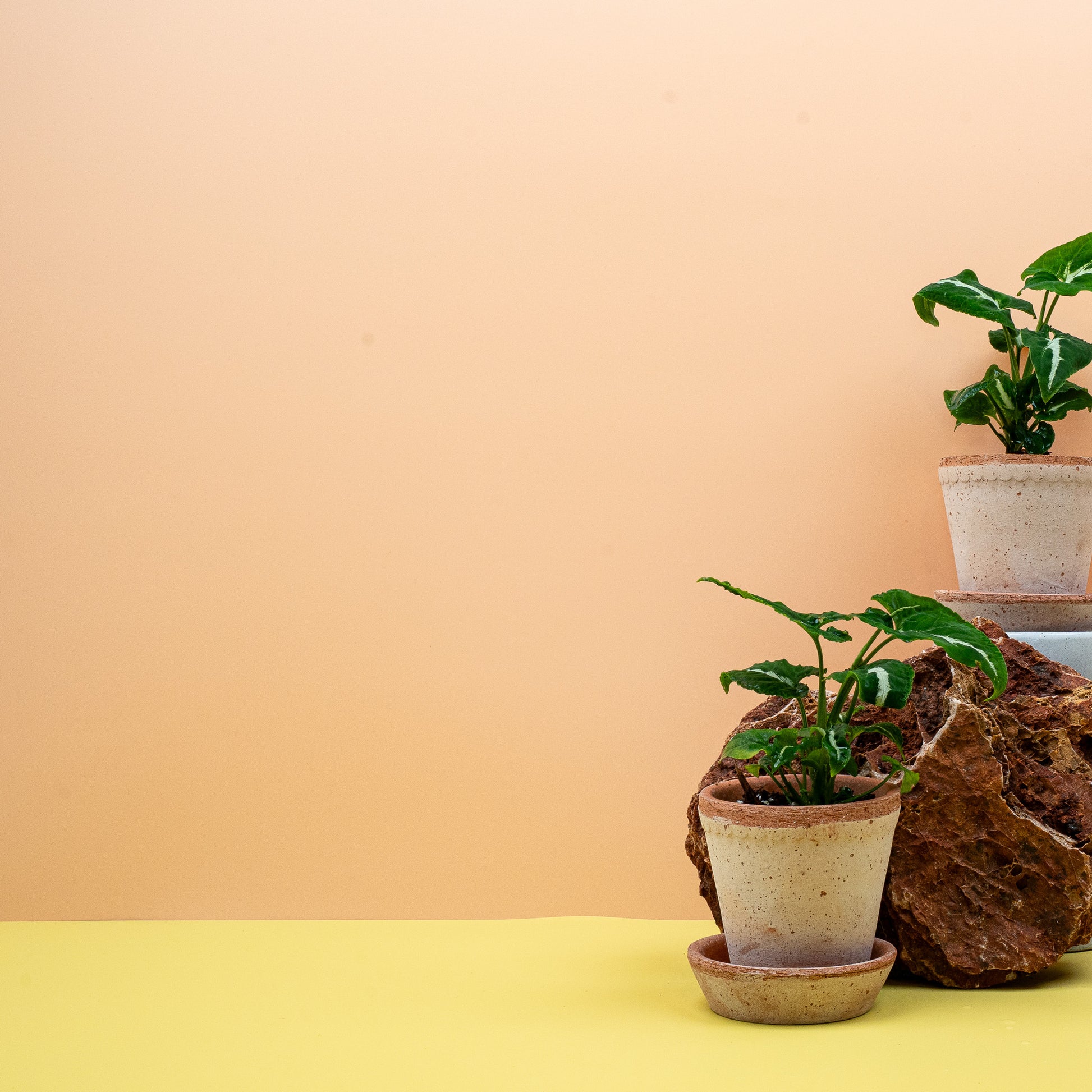 SYNGONIUM WENDLANDII online bestellen bei potflourri
