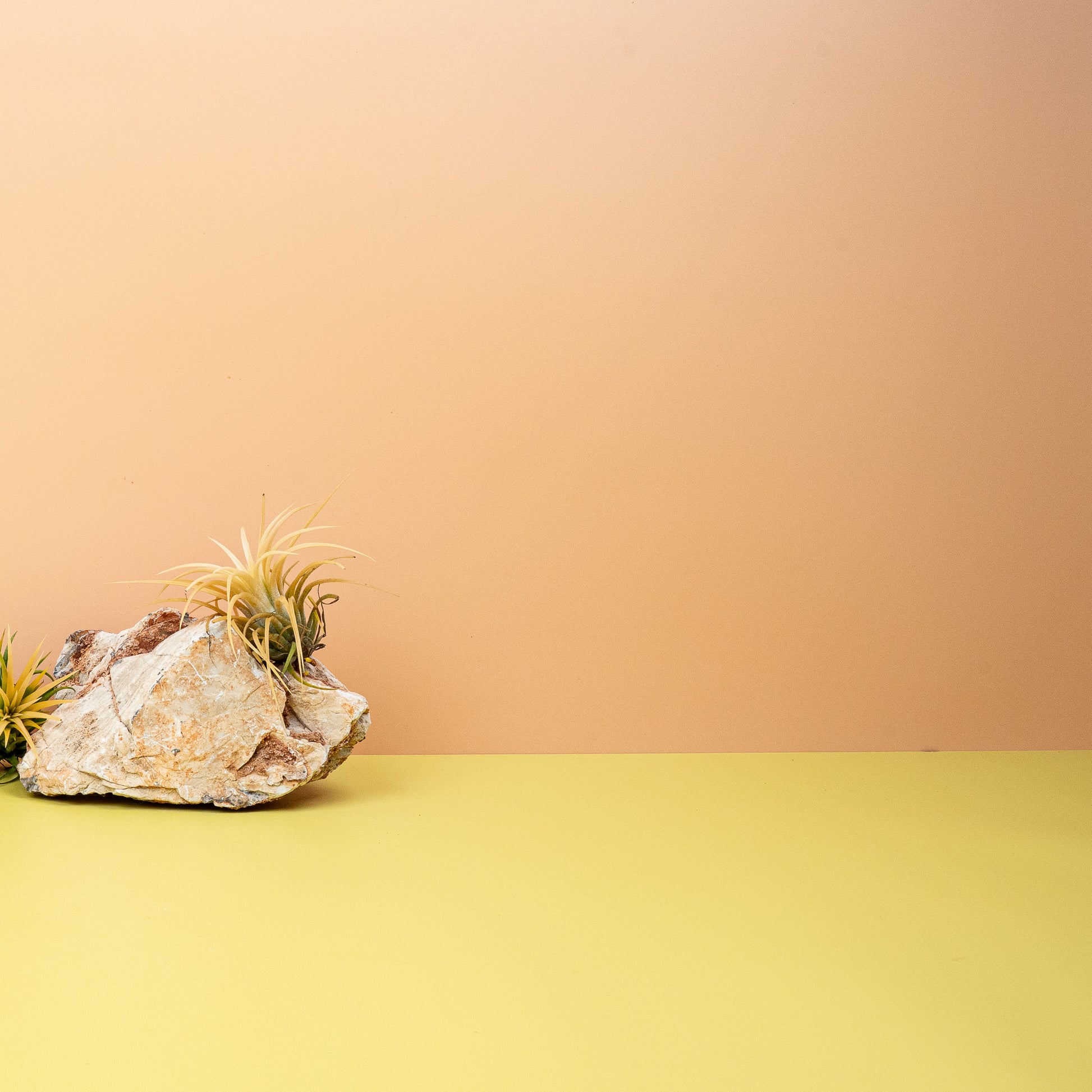 TILLANDSIA IONANTHA DRUID online bestellen bei potflourri