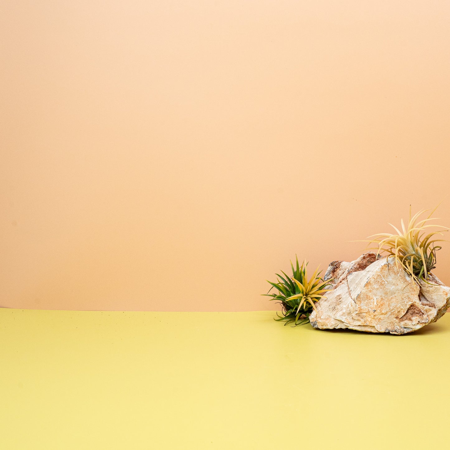 TILLANDSIA IONANTHA DRUID online bestellen bei potflourri