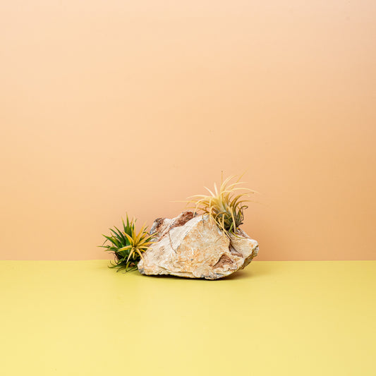 TILLANDSIA IONANTHA DRUID online bestellen bei potflourri