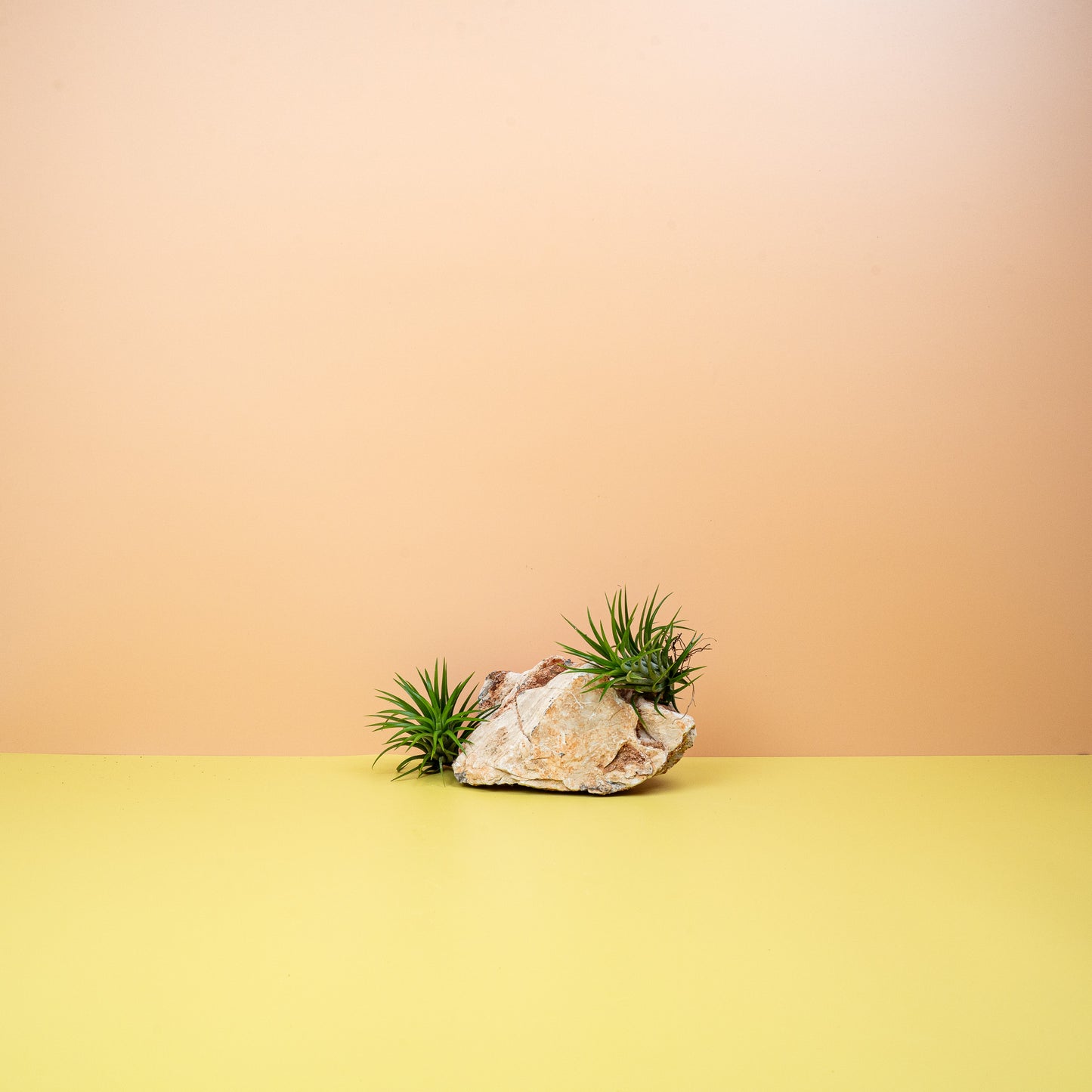 TILLANDSIA IONANTHA GREEN online bestellen bei potflourri