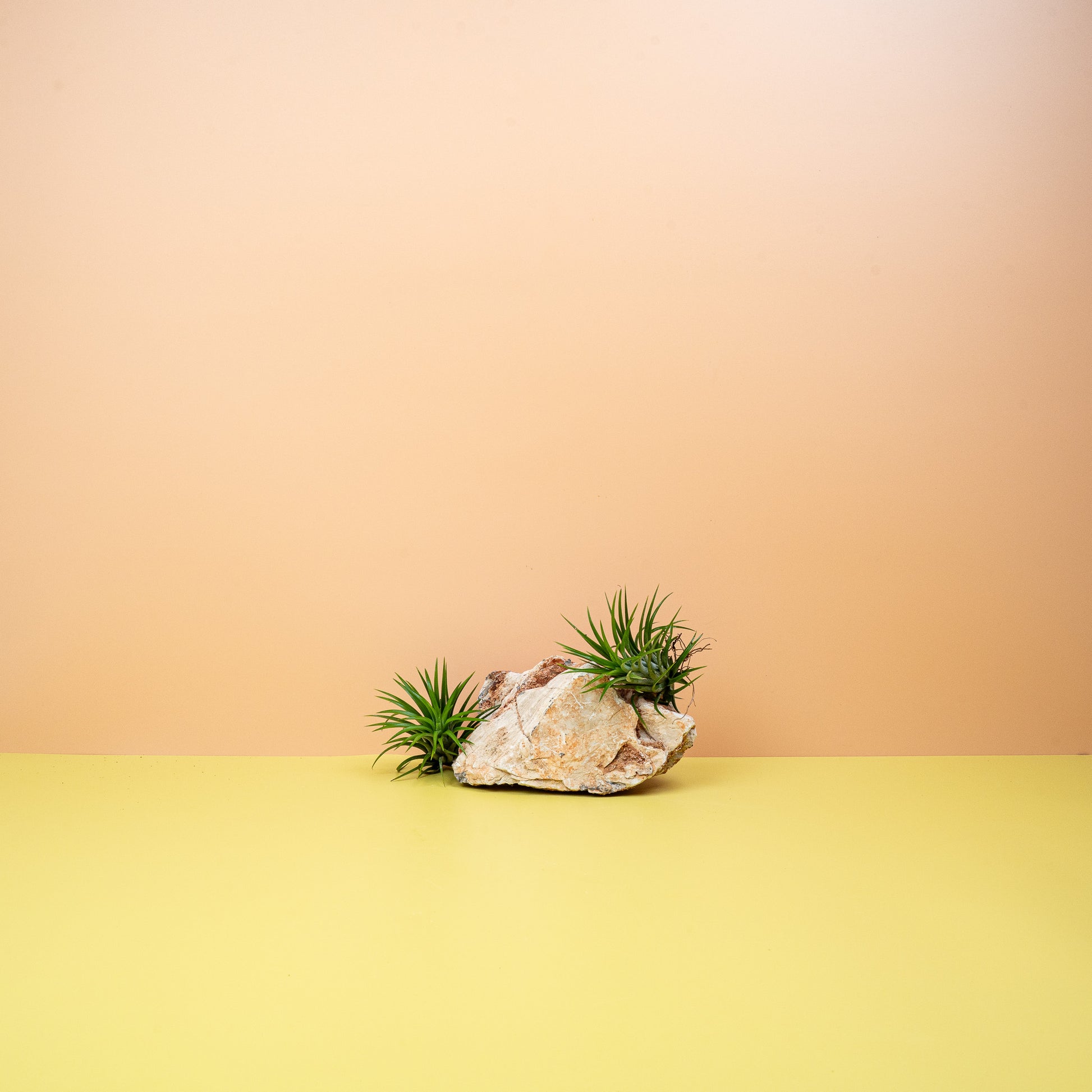 TILLANDSIA IONANTHA GREEN online bestellen bei potflourri