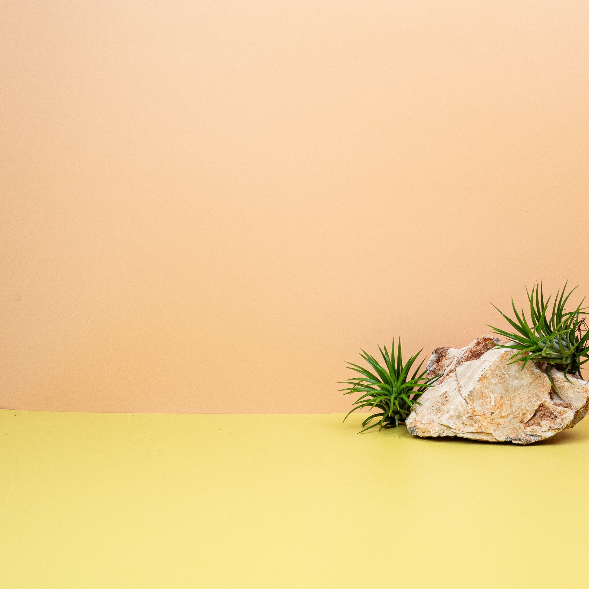 TILLANDSIA IONANTHA GREEN online bestellen bei potflourri