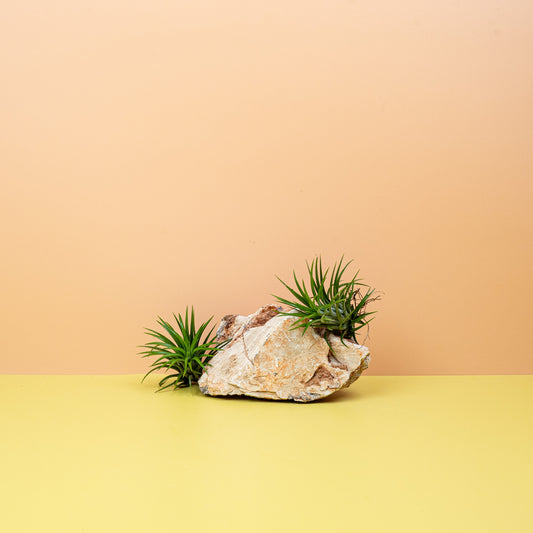 TILLANDSIA IONANTHA GREEN online bestellen bei potflourri