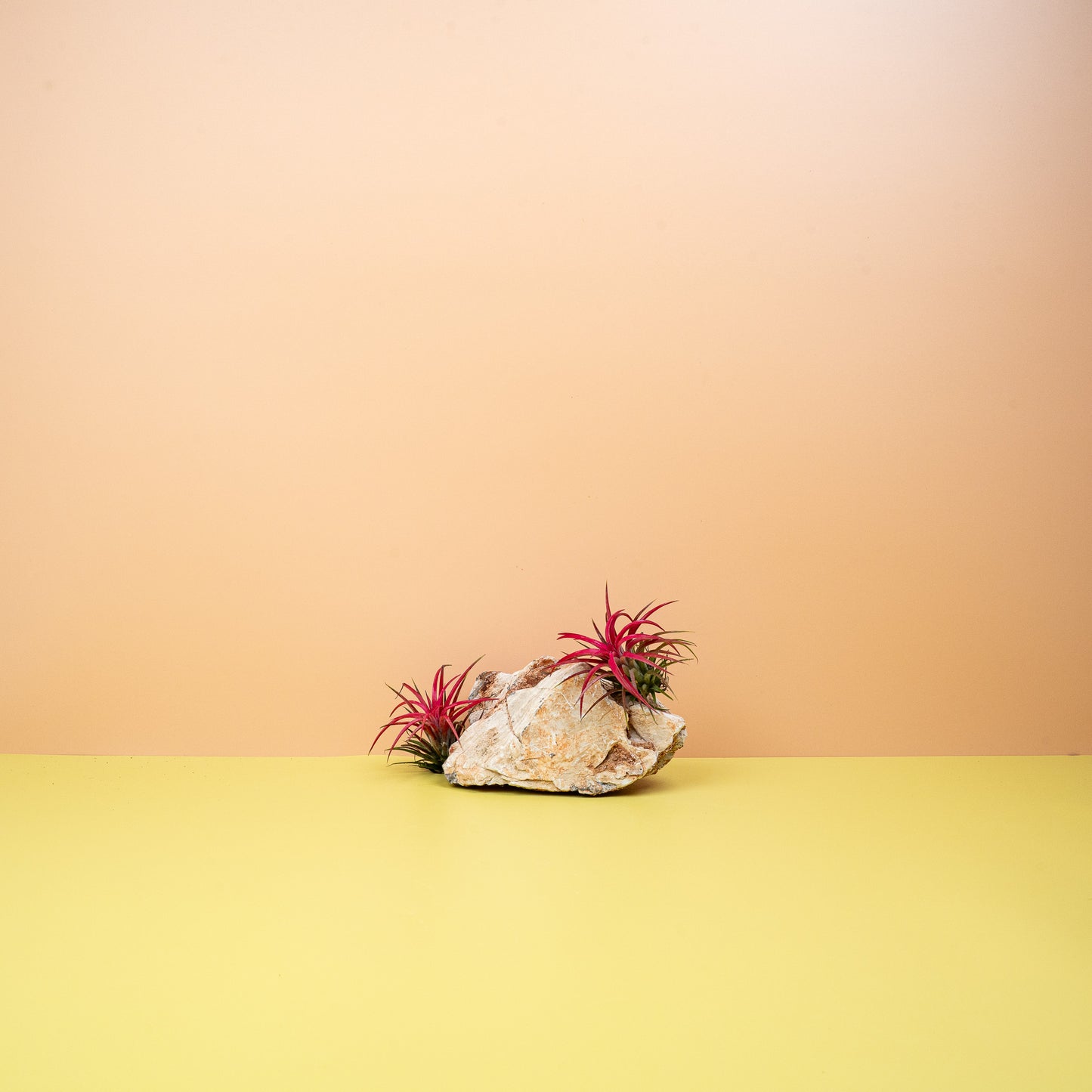TILLANDSIA IONANTHA RED online bestellen bei potflourri