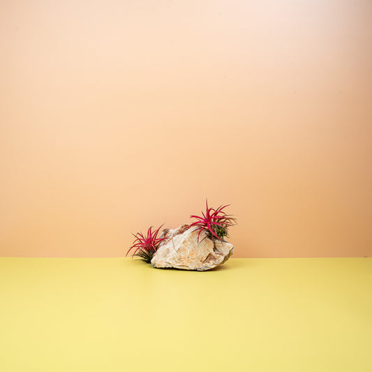 TILLANDSIA IONANTHA RED online bestellen bei potflourri