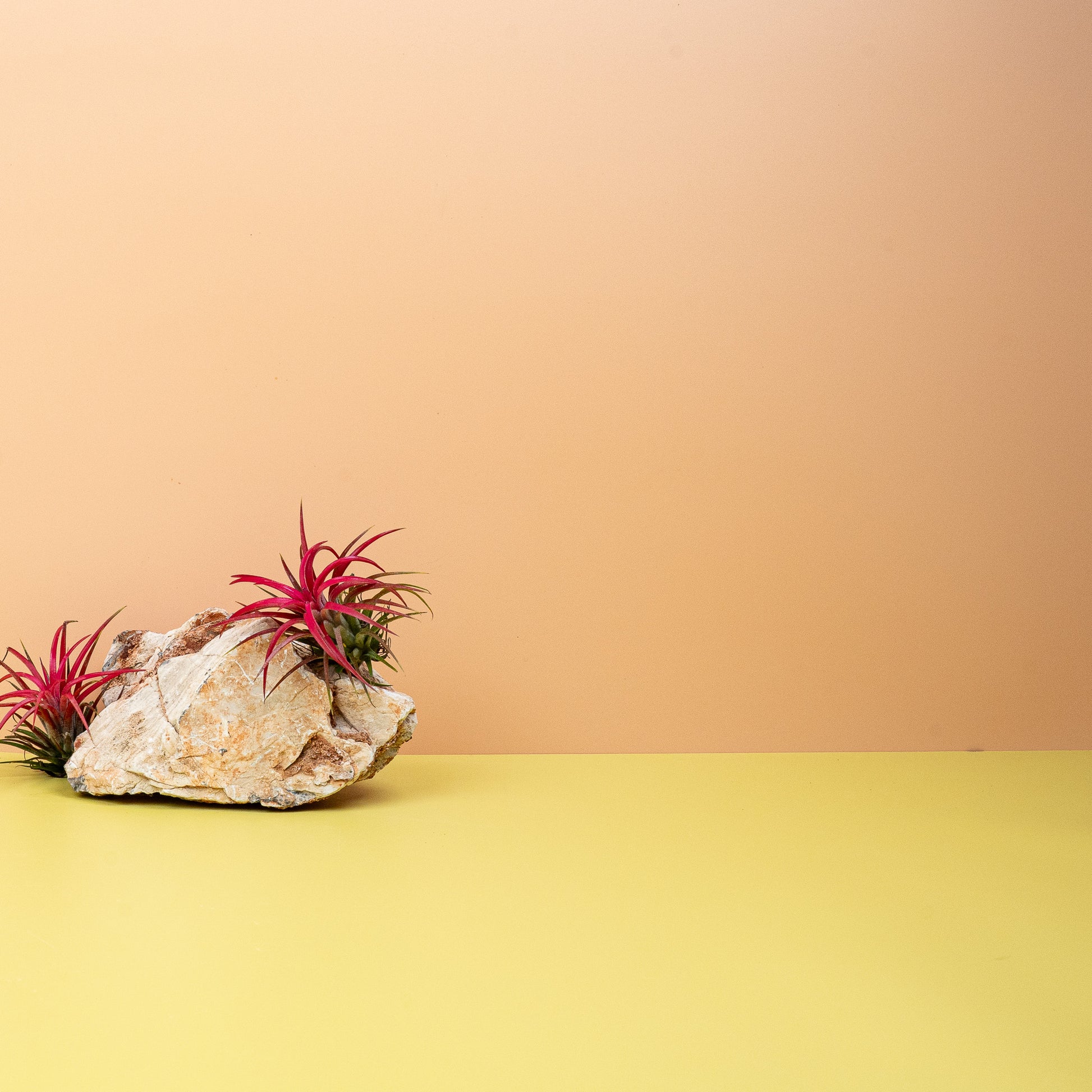 TILLANDSIA IONANTHA RED online bestellen bei potflourri