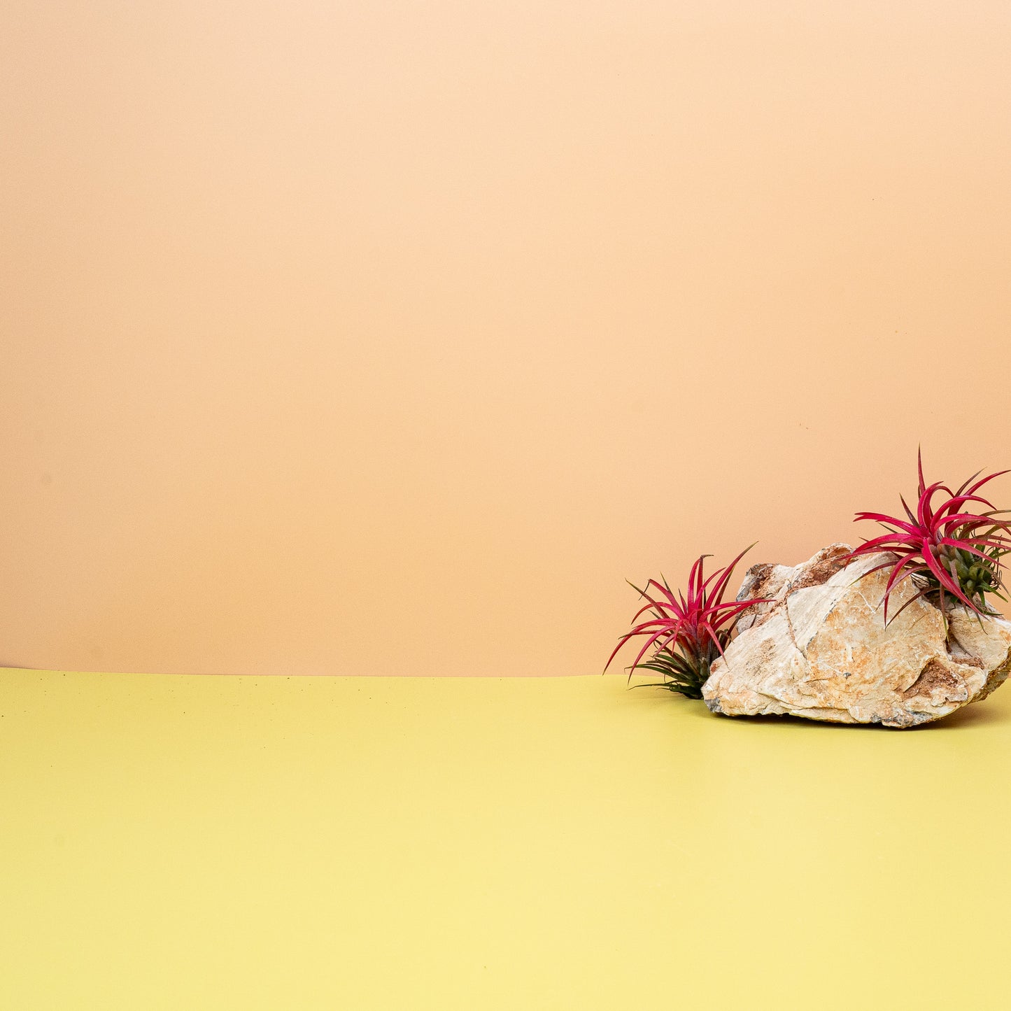 TILLANDSIA IONANTHA RED online bestellen bei potflourri