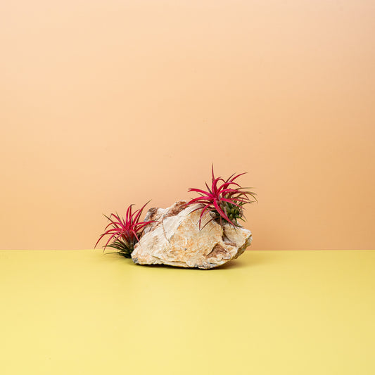 TILLANDSIA IONANTHA RED online bestellen bei potflourri