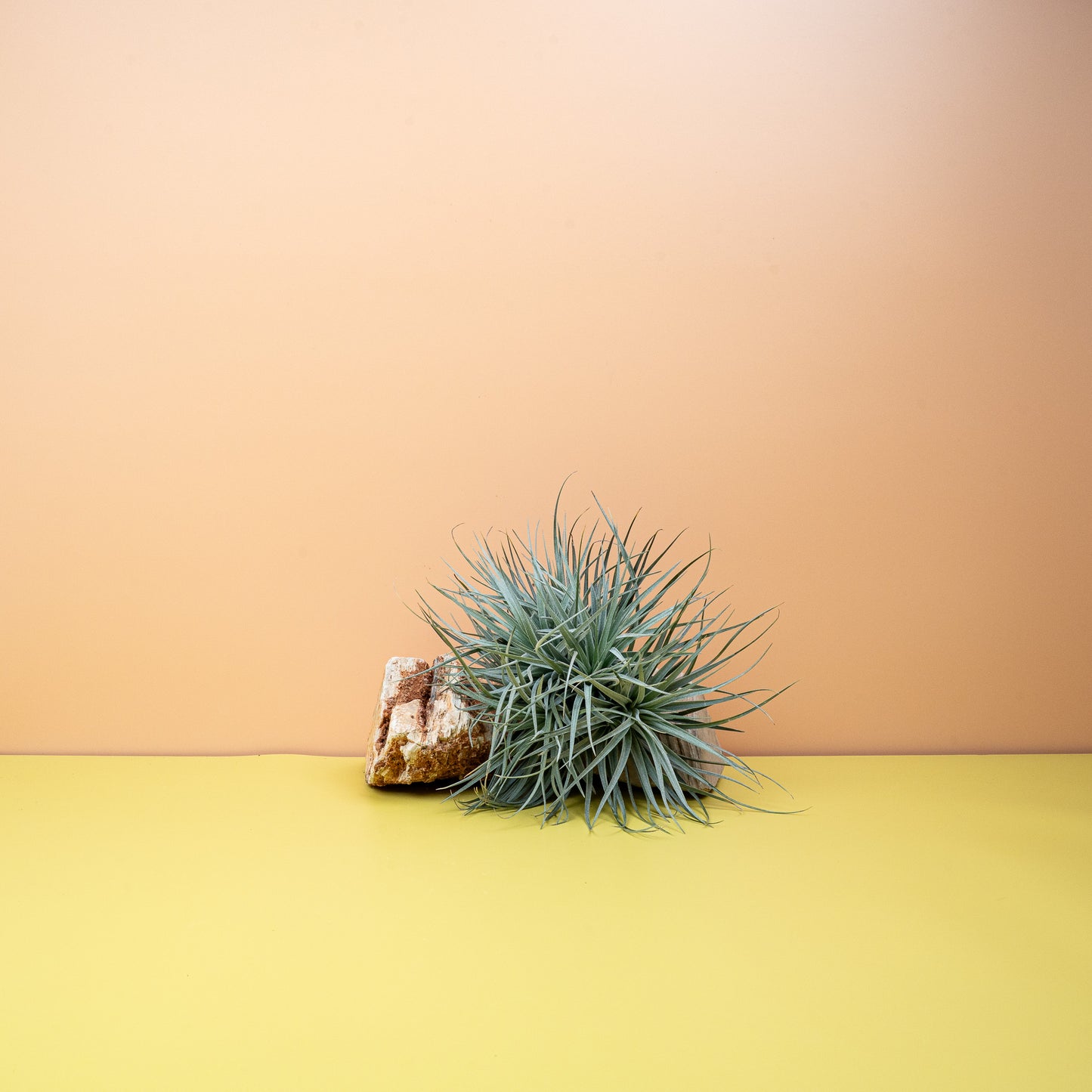 TILLANDSIA SILVER online bestellen bei potflourri