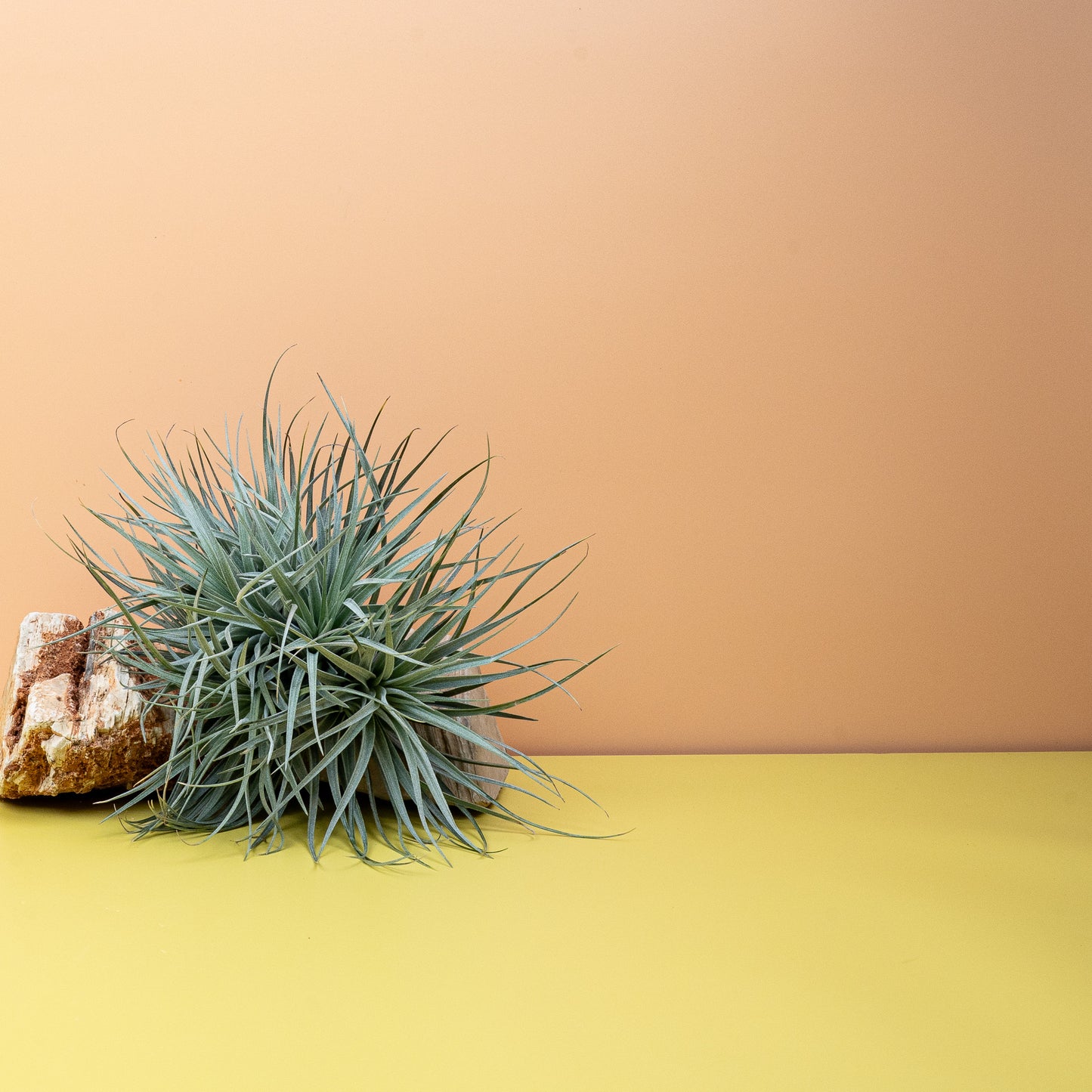 TILLANDSIA SILVER online bestellen bei potflourri
