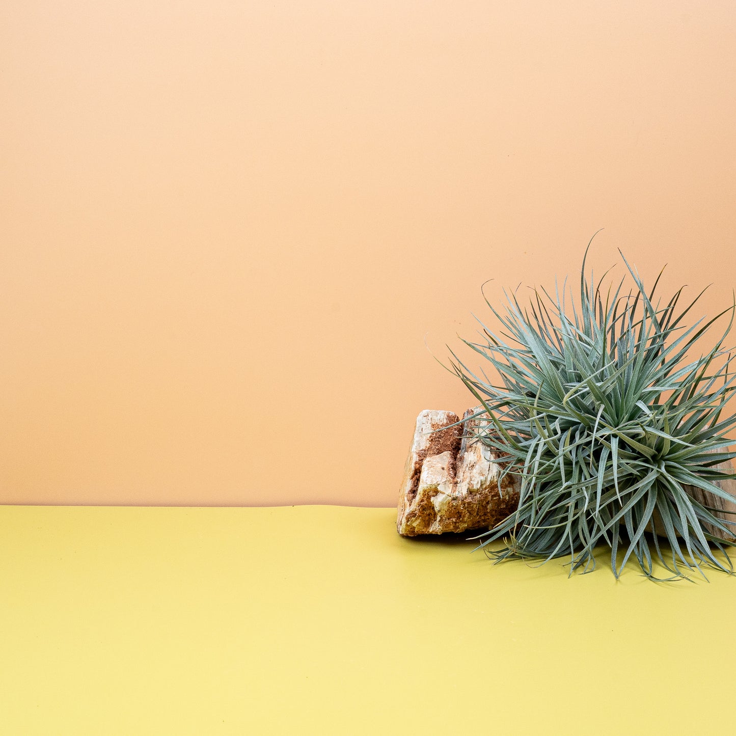 TILLANDSIA SILVER online bestellen bei potflourri