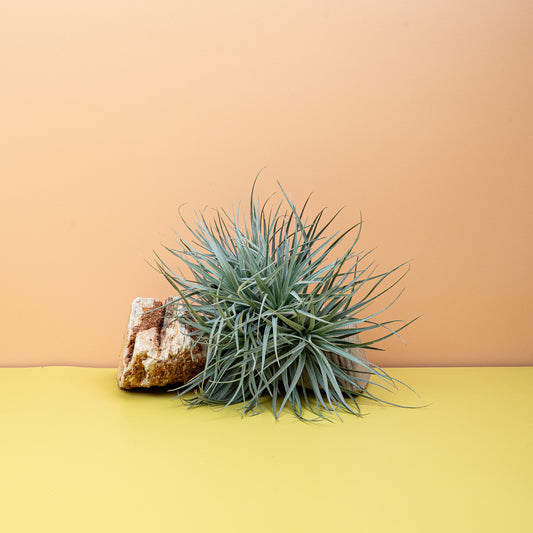 TILLANDSIA SILVER online bestellen bei potflourri