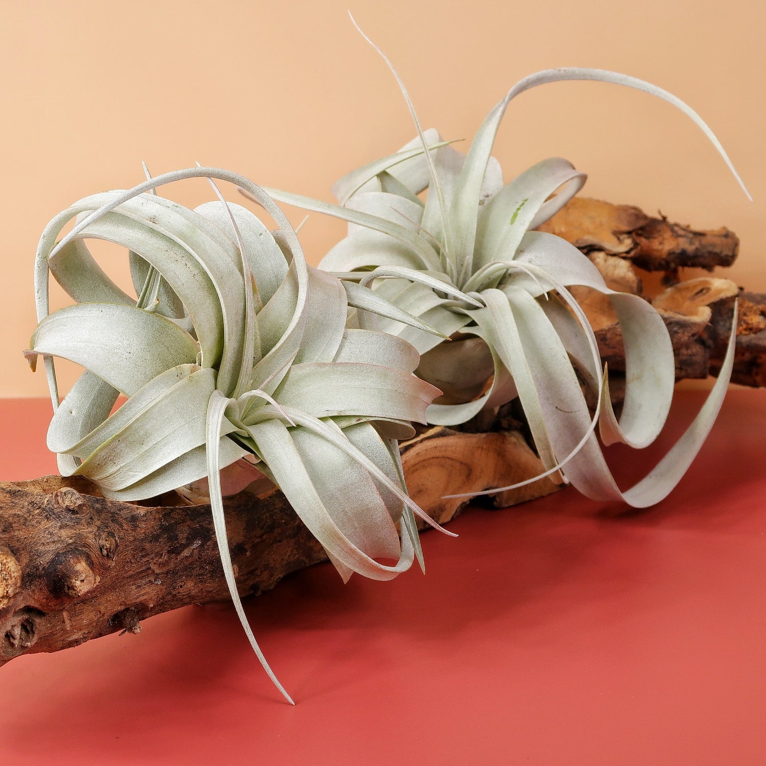 Tillandsien – farbenfrohe Blüte mit Kindelbildung