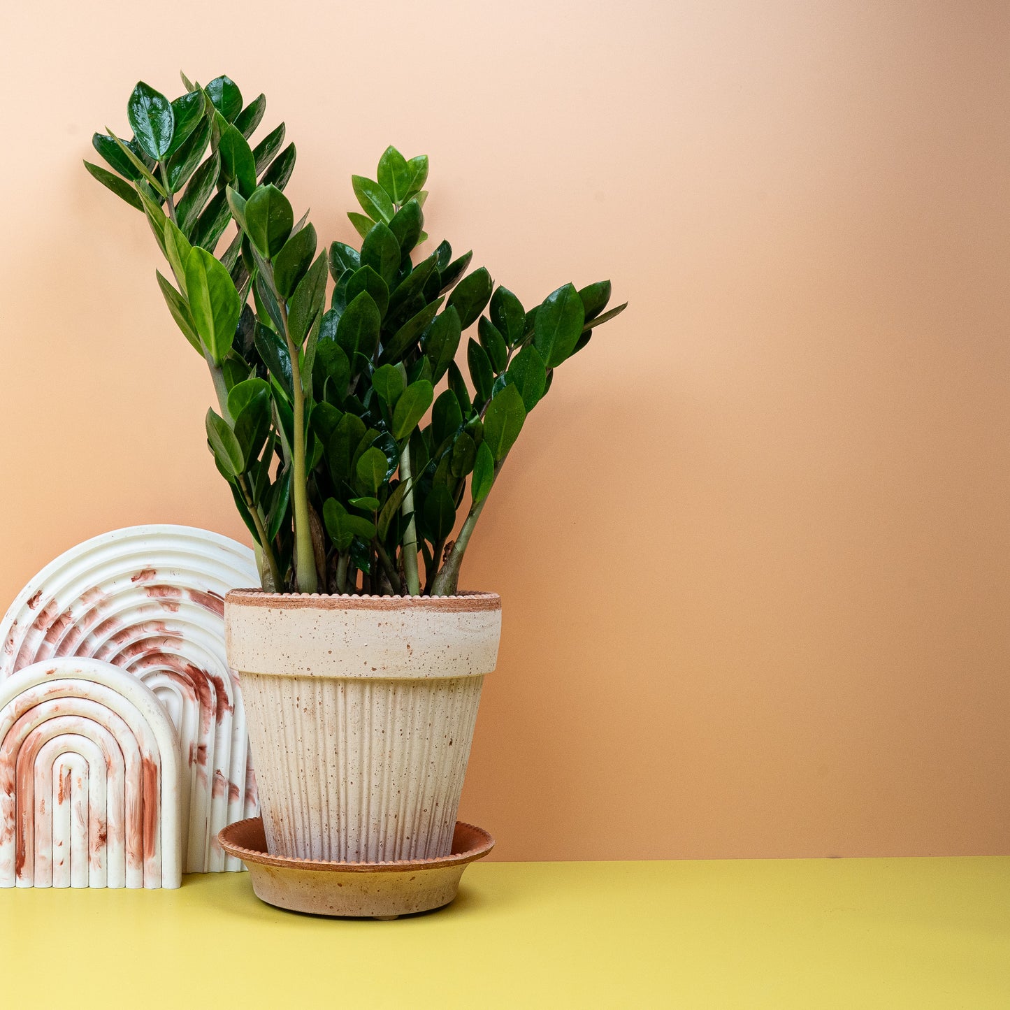 ZAMIOCULCAS ZAMIIFOLIA MIDORI online bestellen bei potflourri