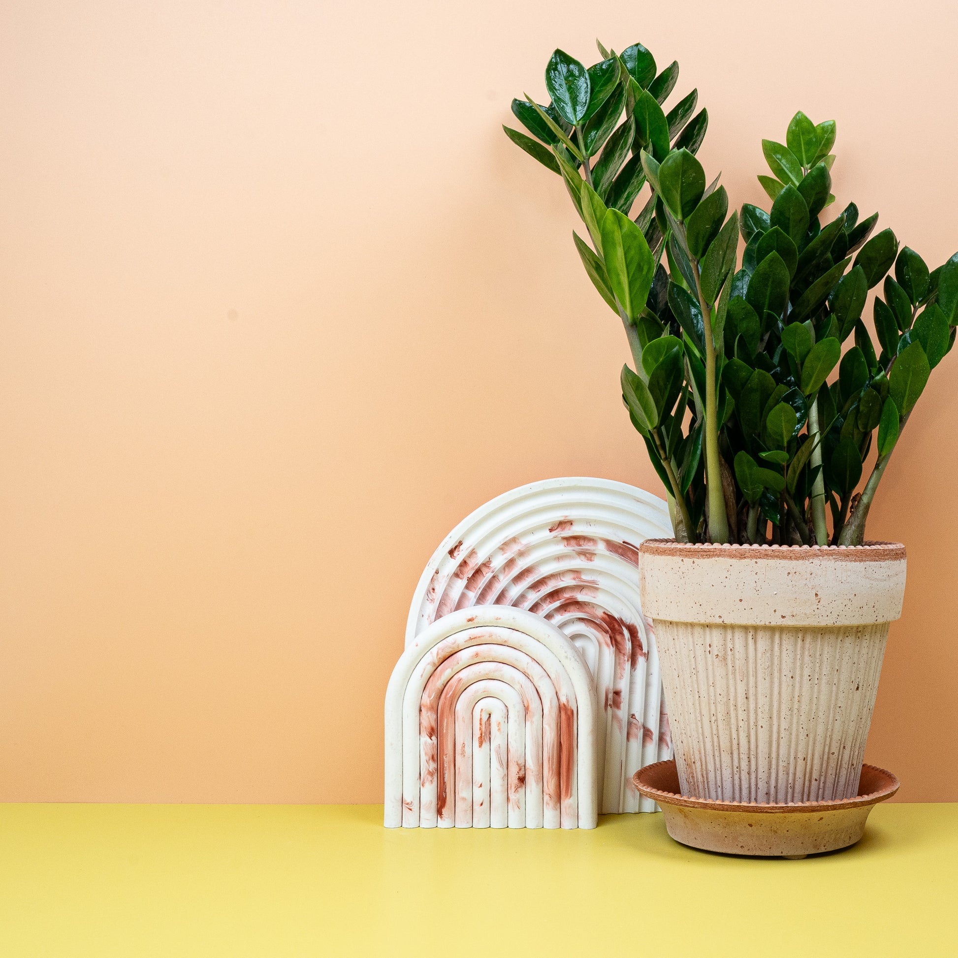 ZAMIOCULCAS ZAMIIFOLIA MIDORI online bestellen bei potflourri