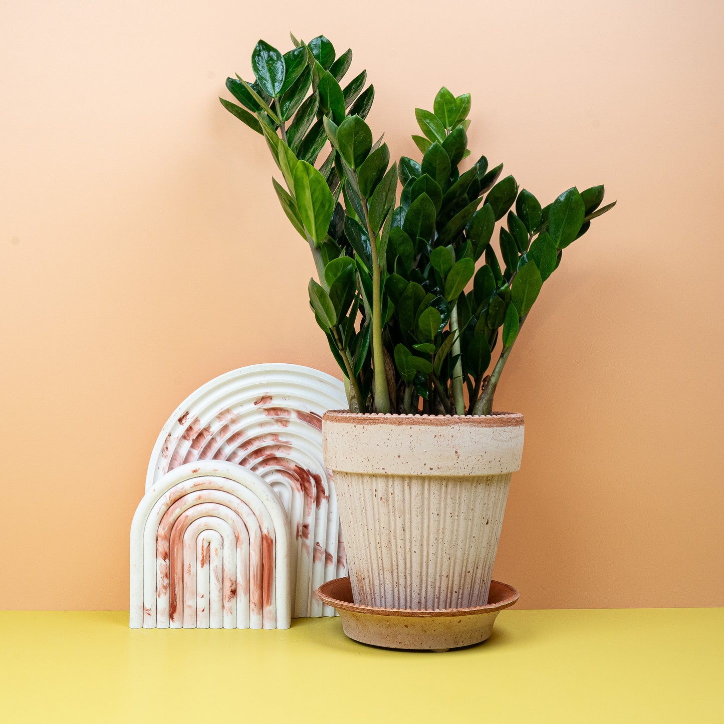 ZAMIOCULCAS ZAMIIFOLIA MIDORI online bestellen bei potflourri