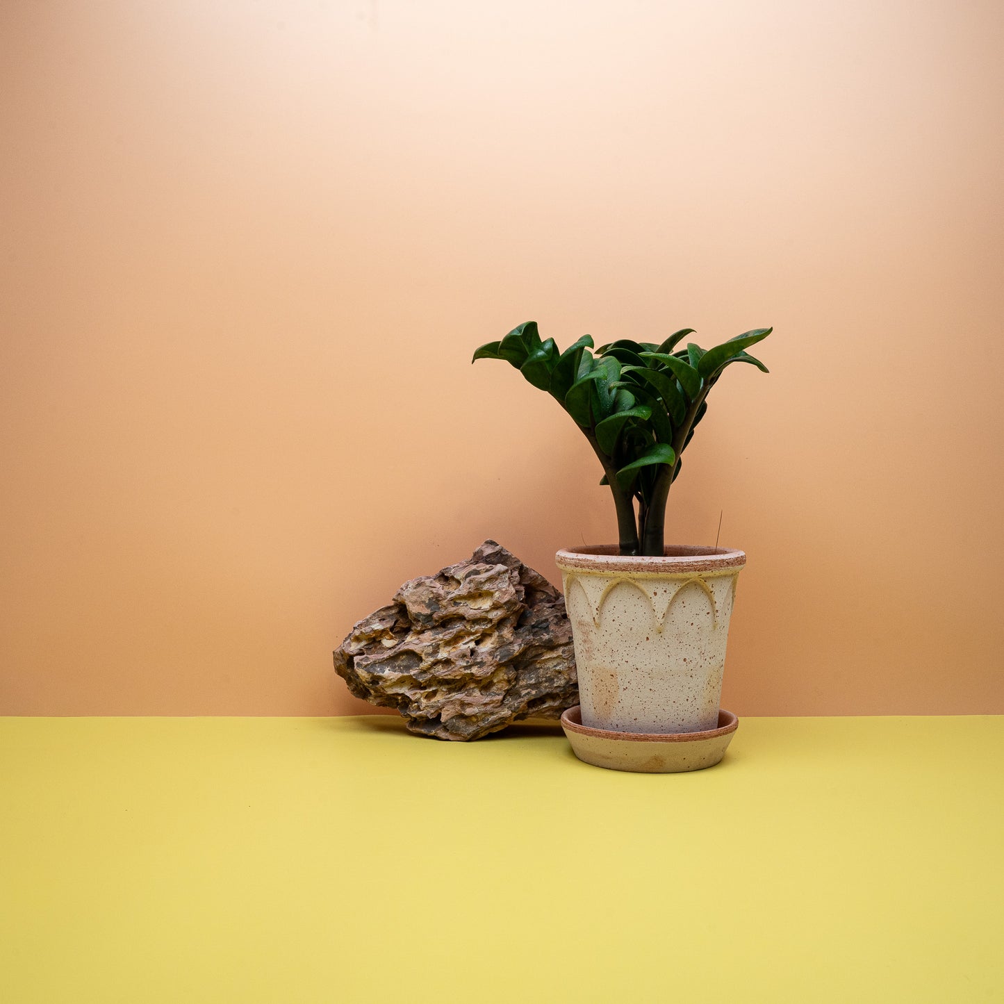 Zamioculcas Zenzi – Ansicht 16