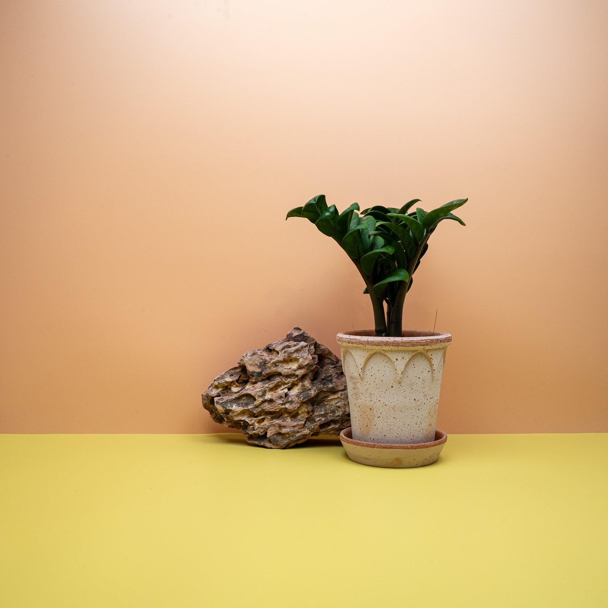 Zamioculcas Zenzi – Ansicht 16