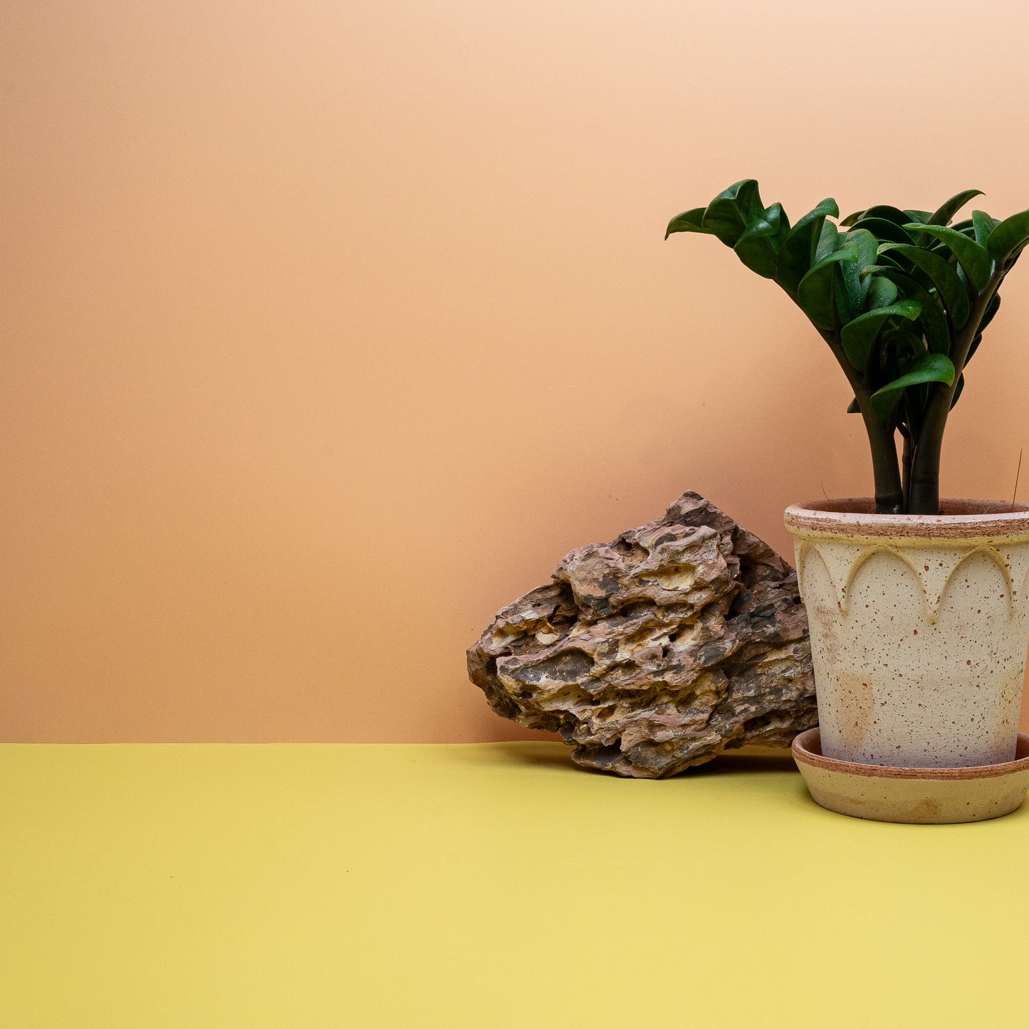 Zamioculcas Zenzi – Ansicht 17