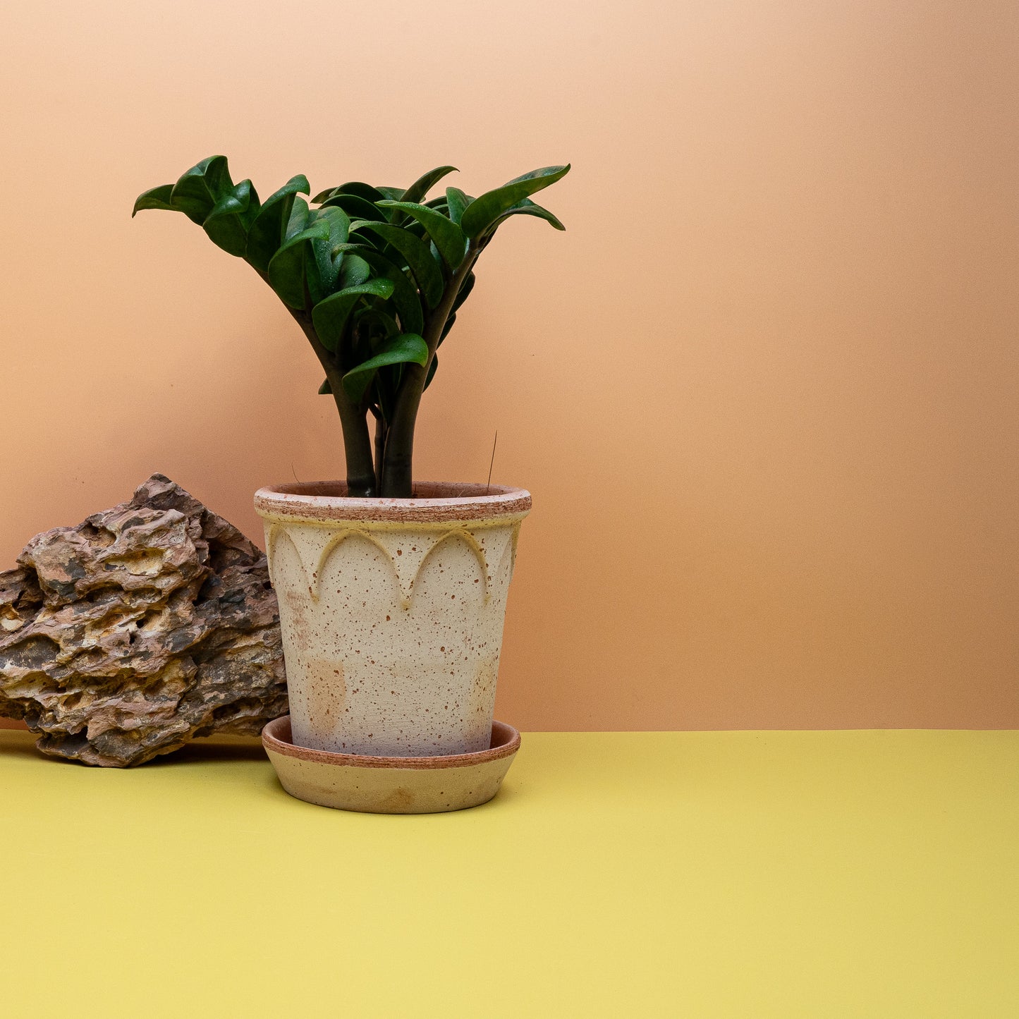 Zamioculcas Zenzi – Ansicht 18