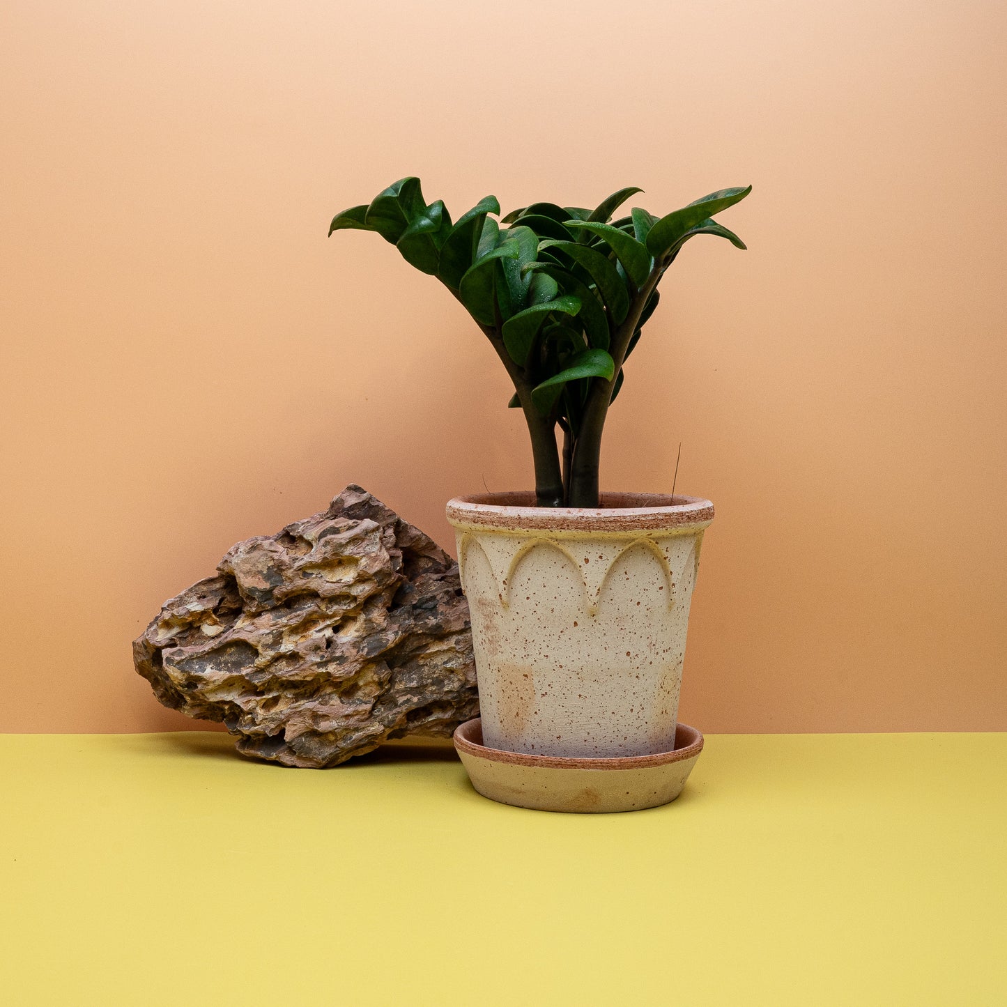 Zamioculcas Zenzi – Ansicht 19