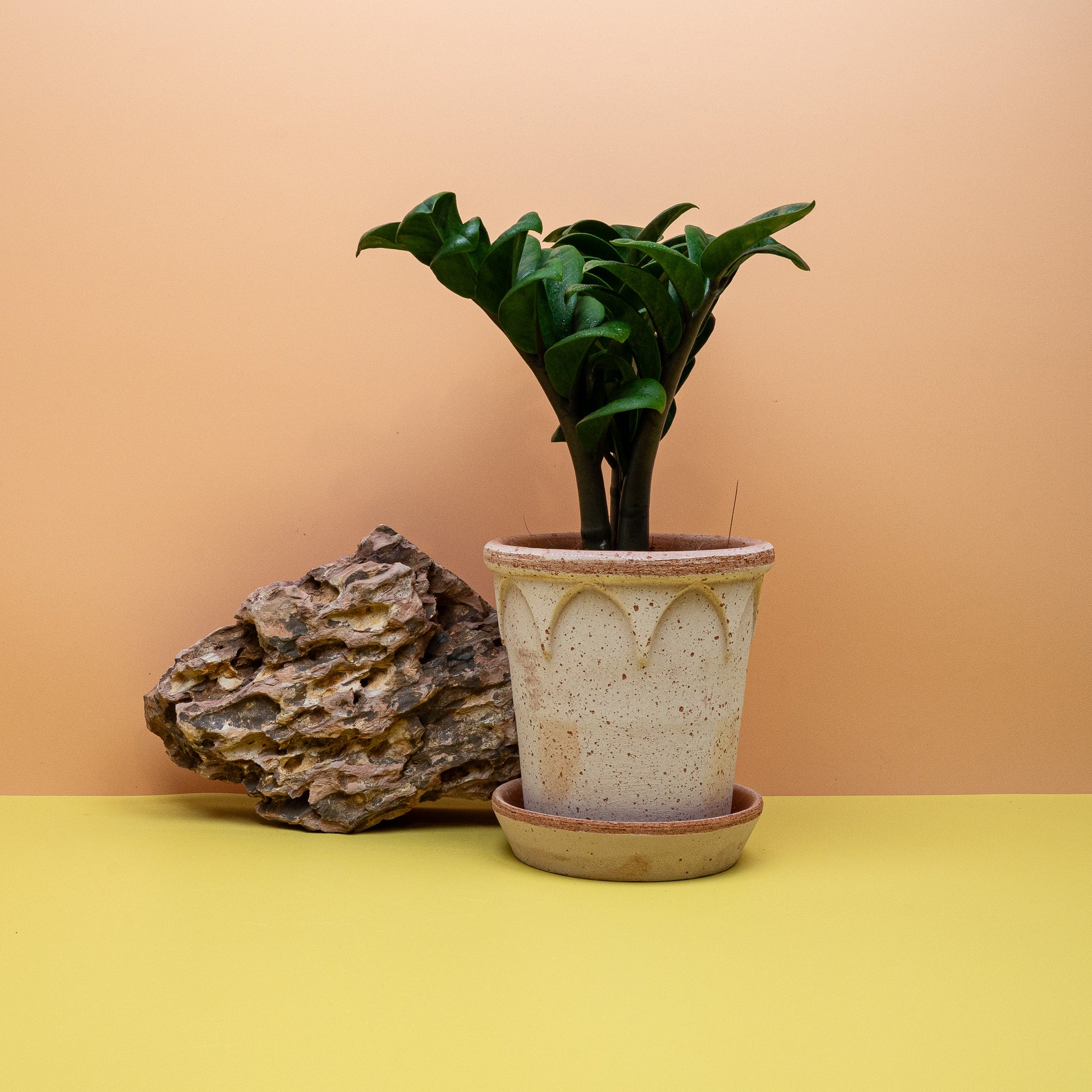 Zamioculcas Zenzi – Ansicht 19