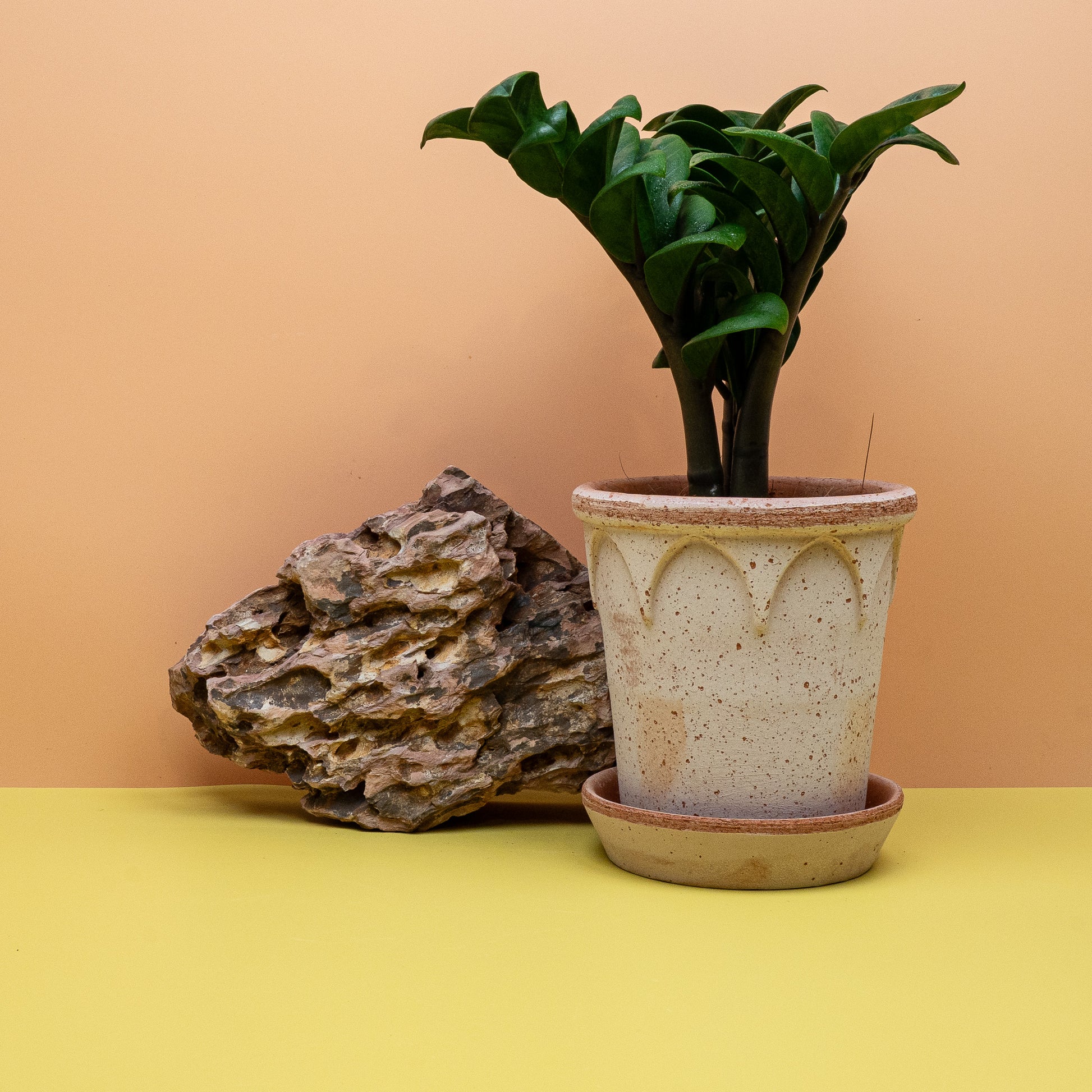 Zamioculcas Zenzi – Ansicht 20