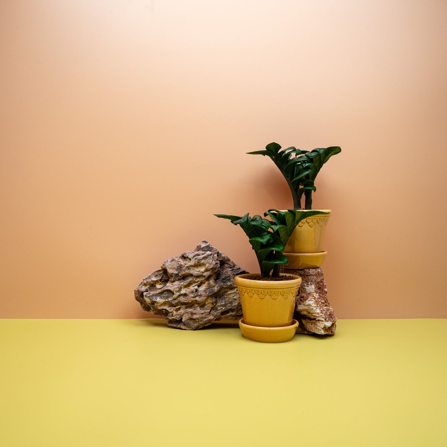 Zamioculcas Zenzi – Ansicht 11