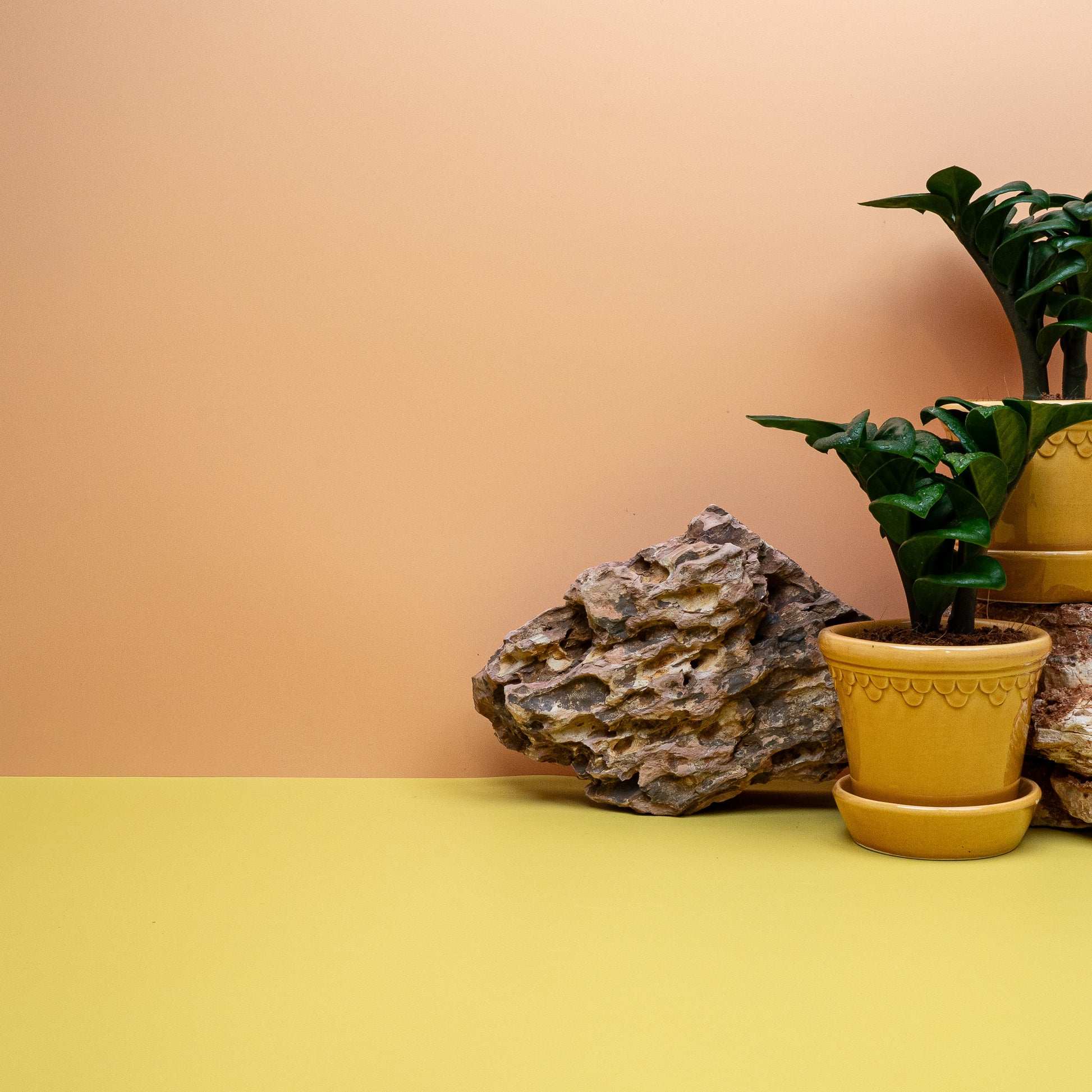 Zamioculcas Zenzi – Ansicht 12