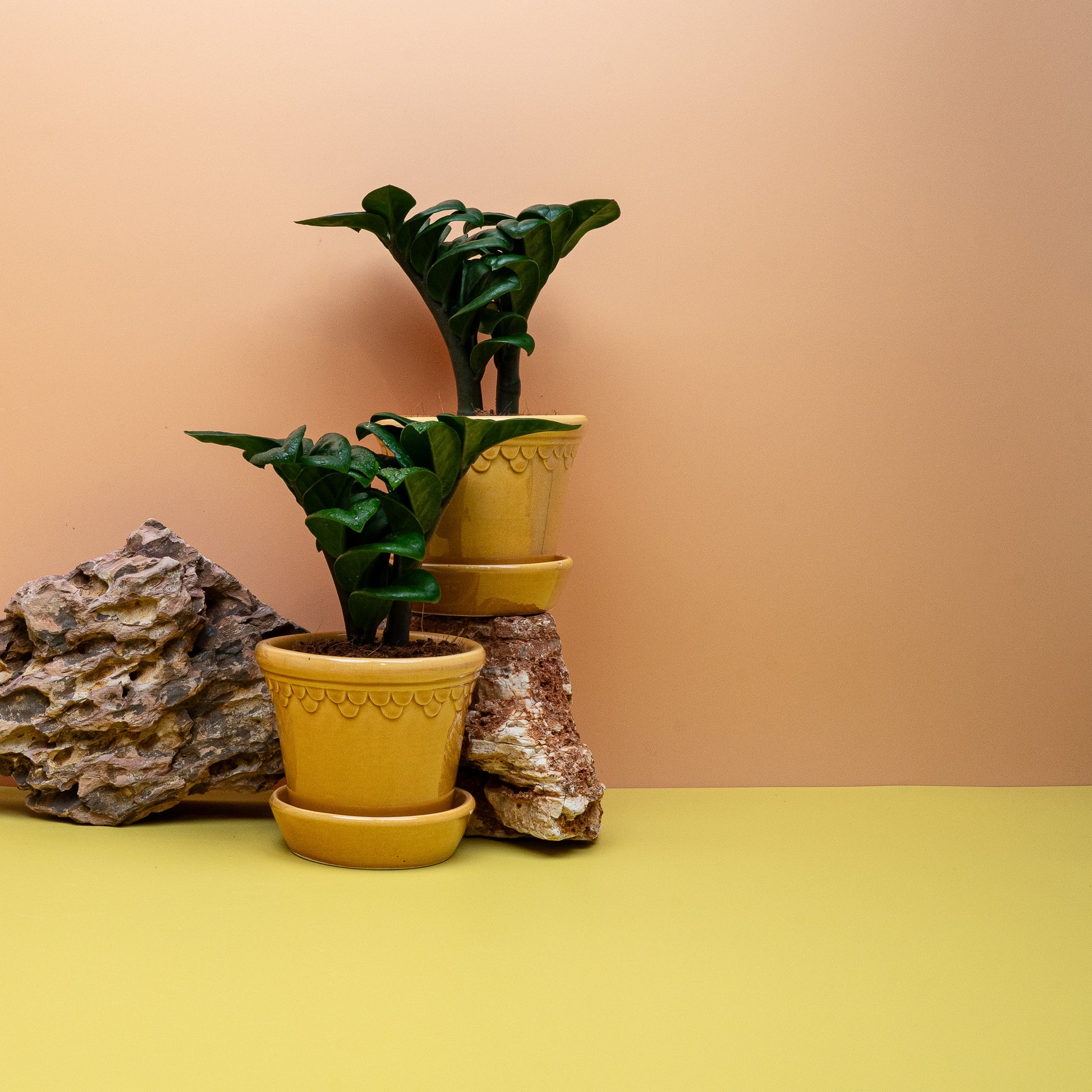 Zamioculcas Zenzi – Ansicht 13