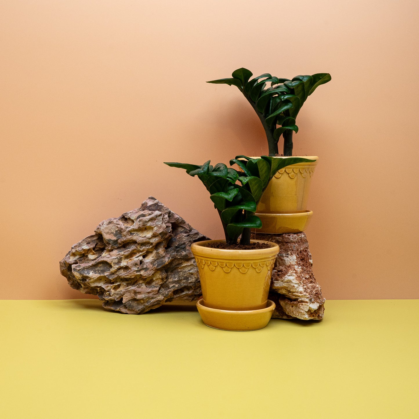 Zamioculcas Zenzi – Ansicht 14
