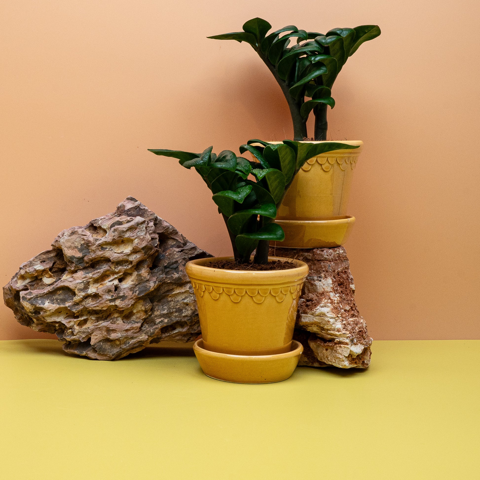 Zamioculcas Zenzi – Ansicht 15