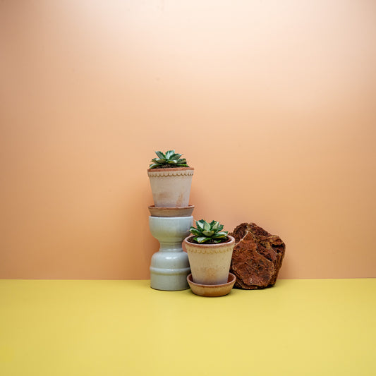 Agave Potatorum Ouhi-Raijin mit kompakter Rosette – potflourri
